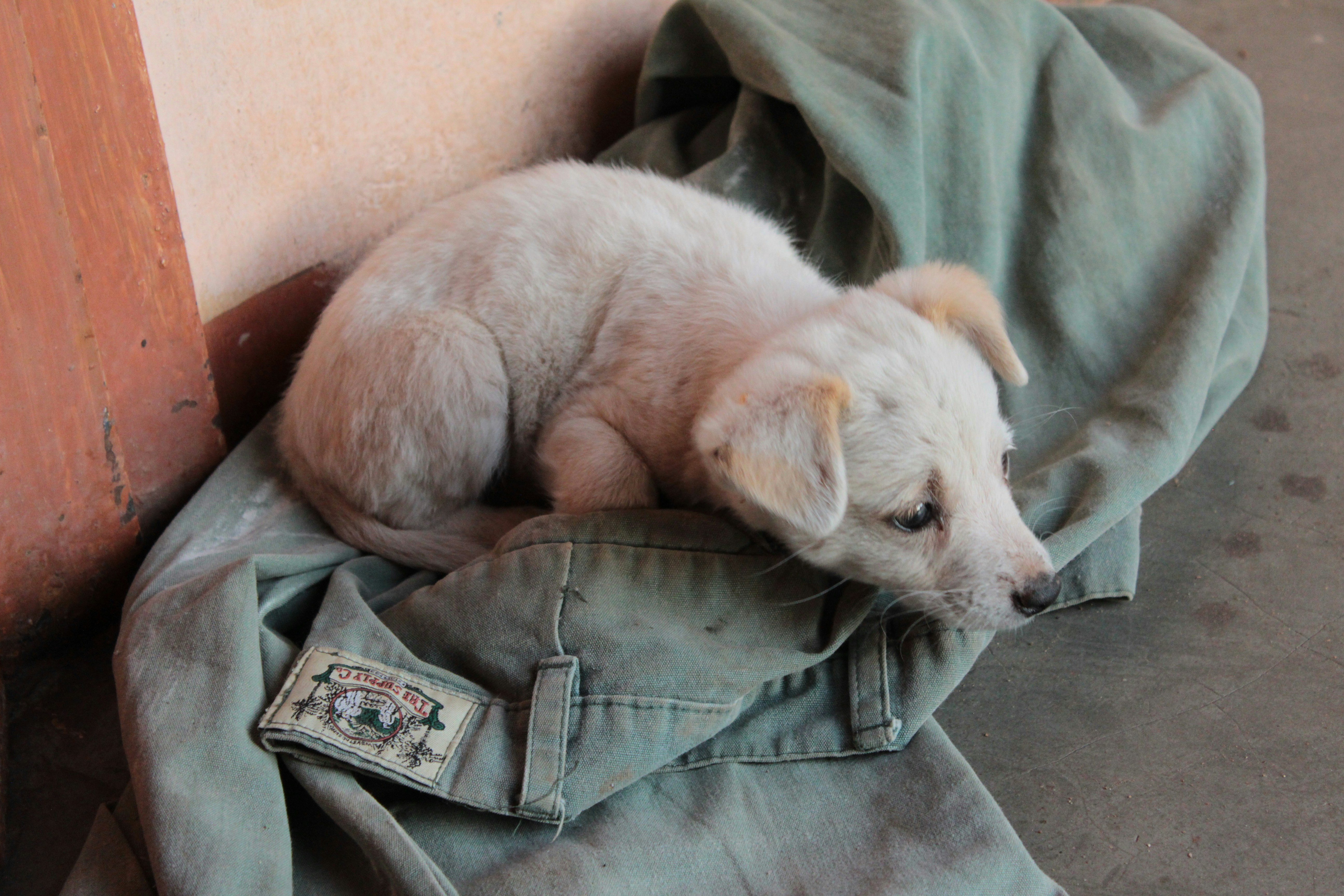 Met this little guy today.