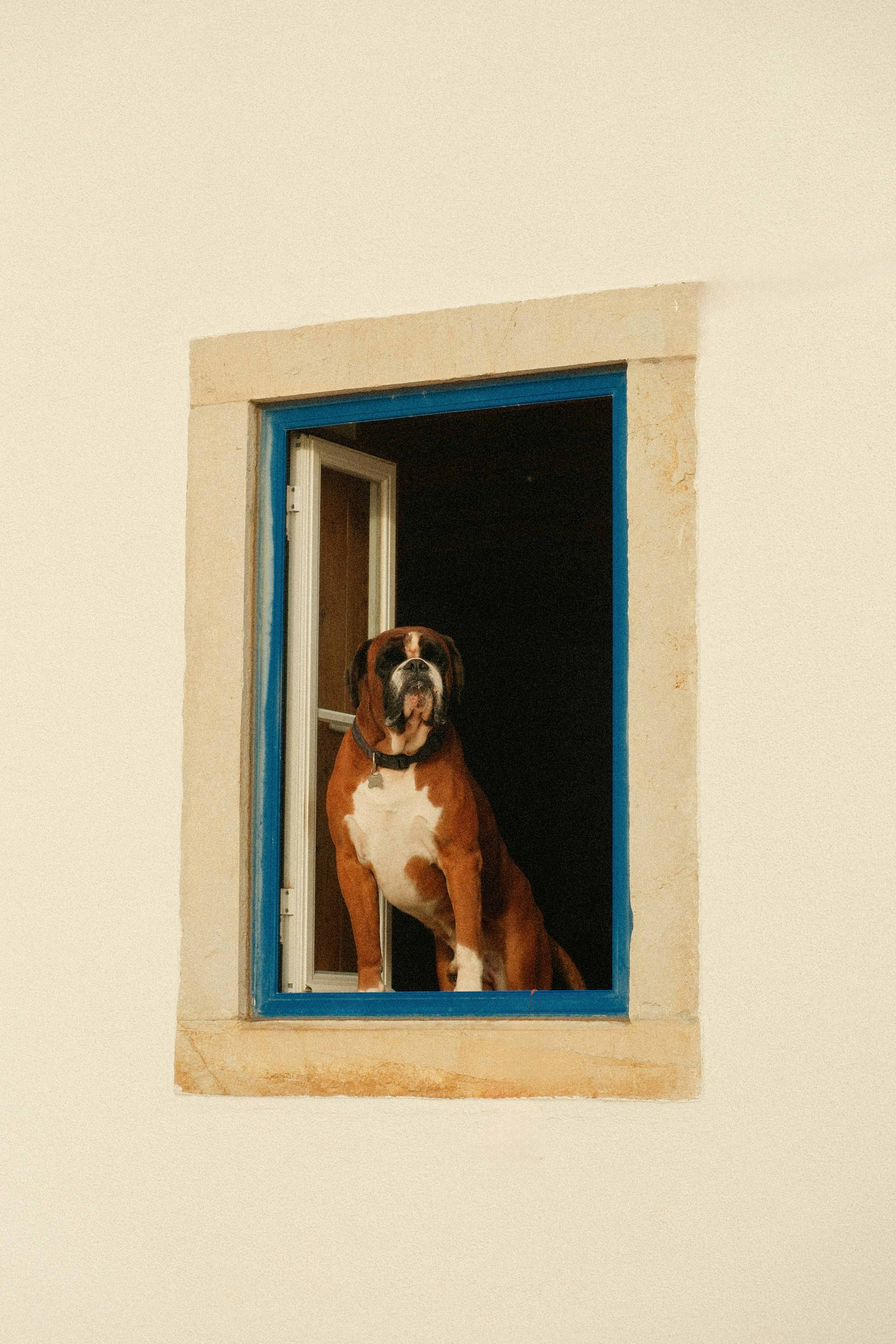 Boxer dog looking out of an open window