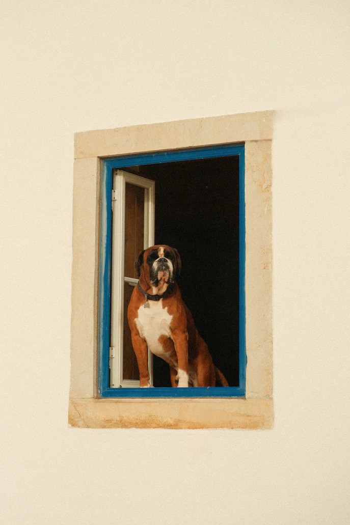 Balade avec son chien dans un village en voyage solo