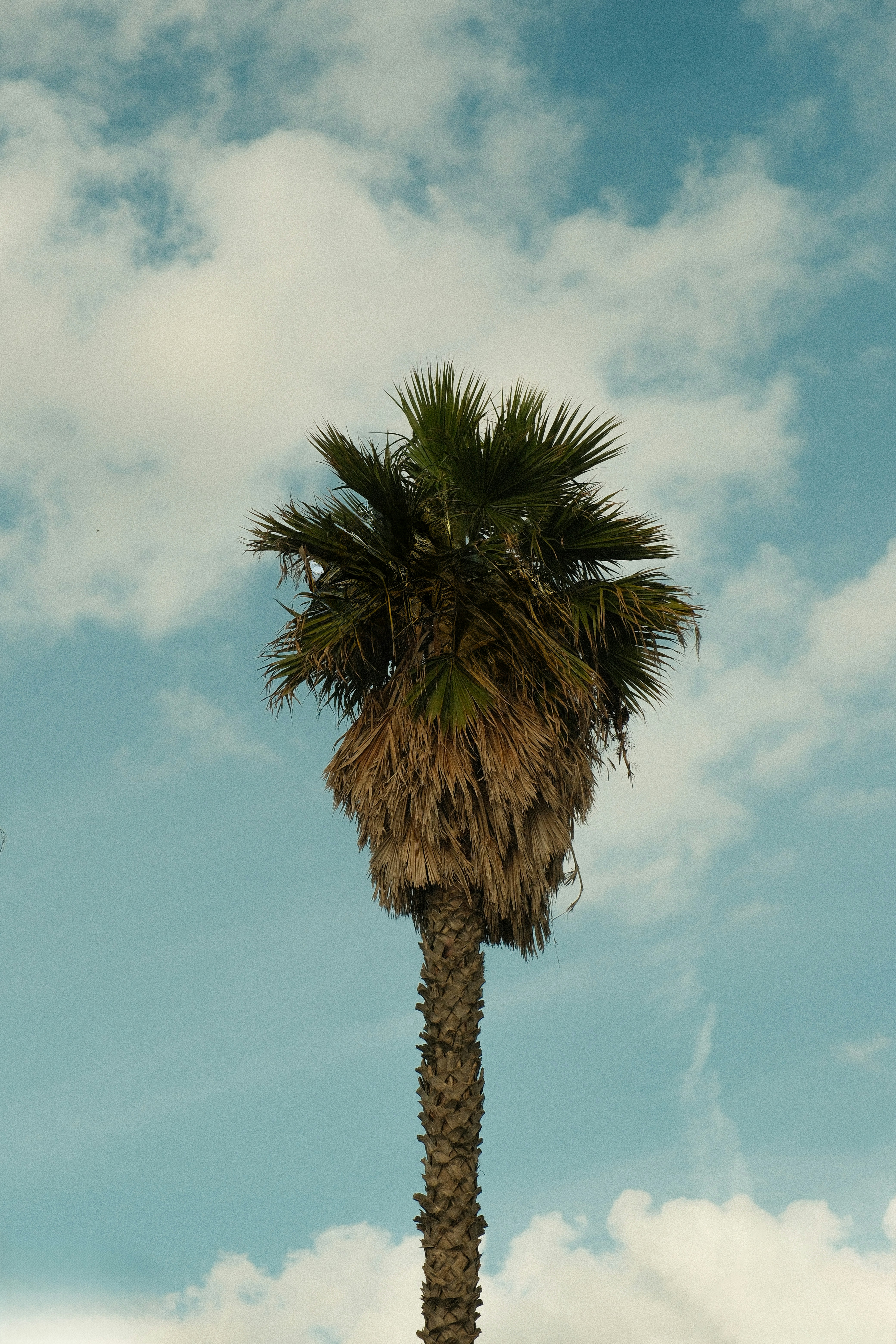 Uma palmeira solitária contra um céu nublado