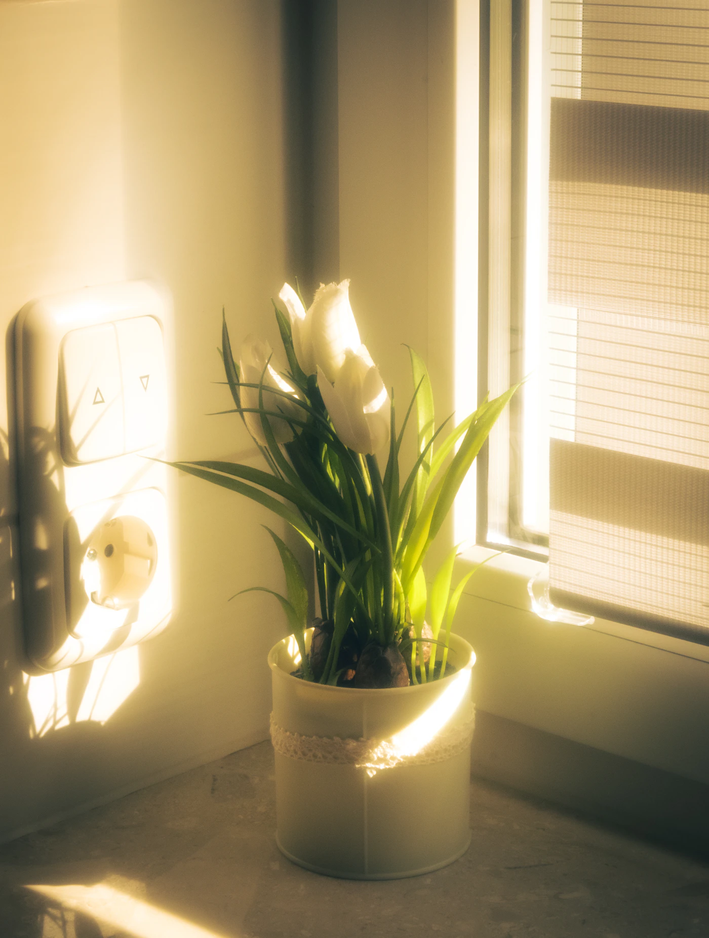 White tulips beside a window showing strong directional morning light and shadow