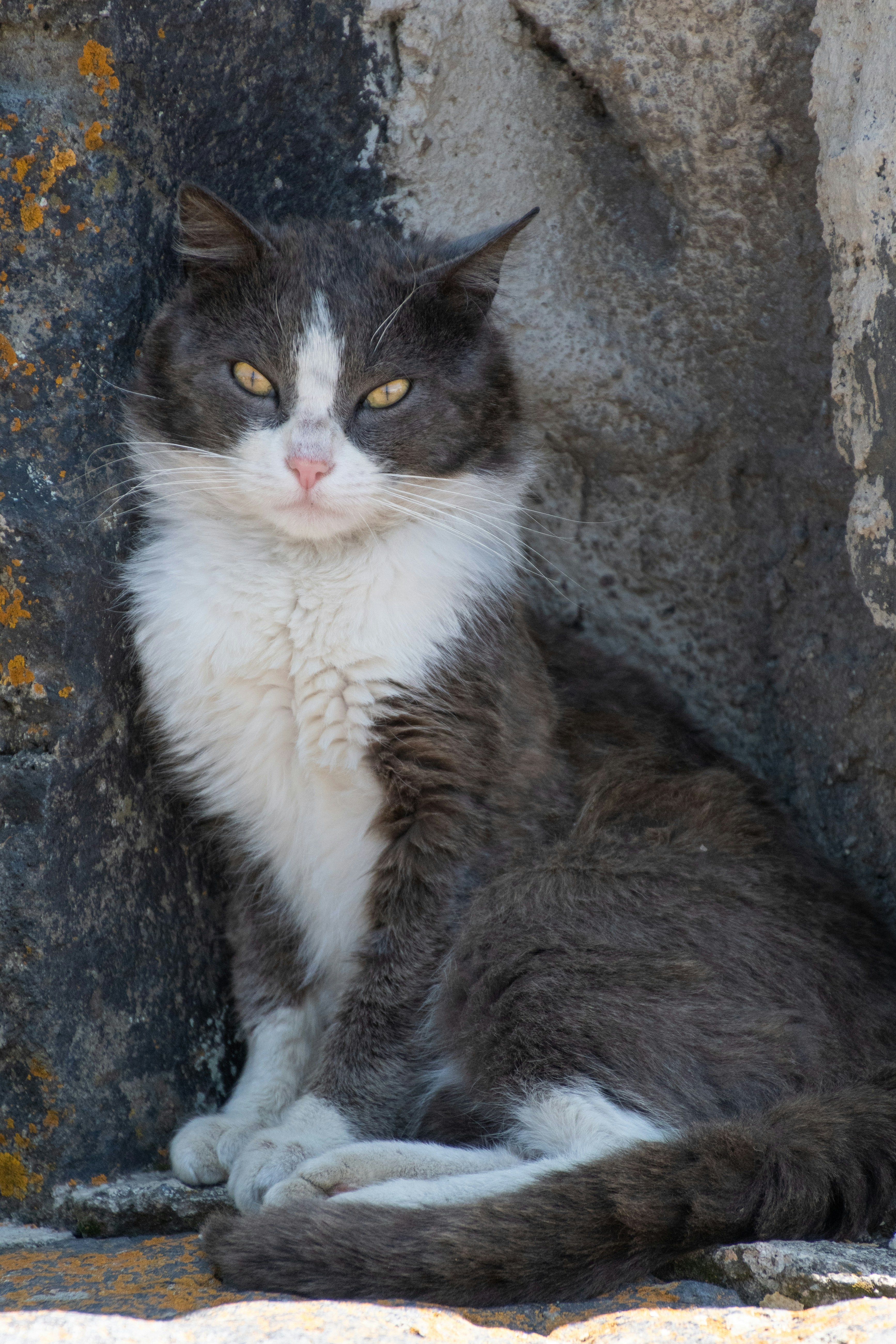 A grey and white cat sits by a stone wall.