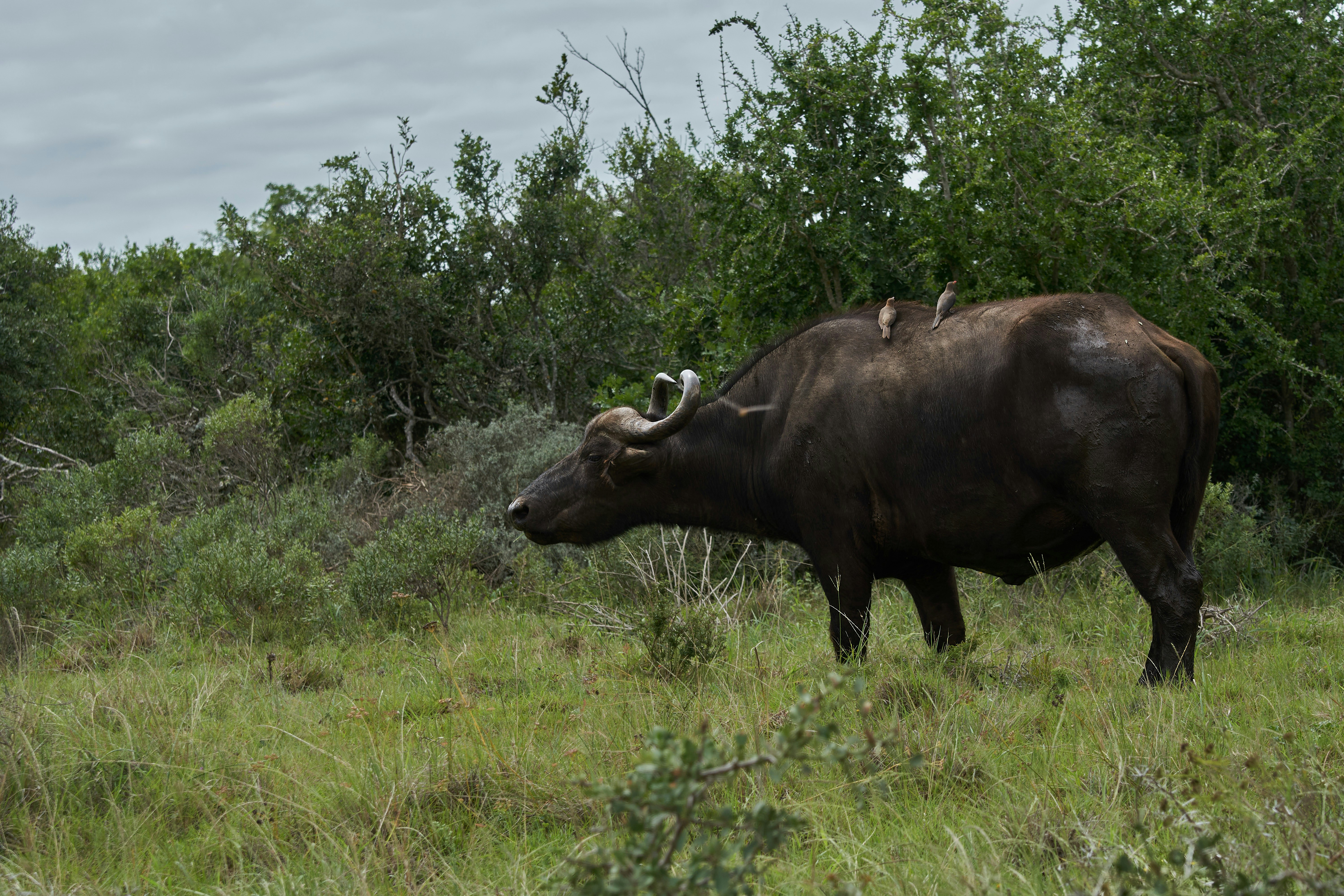 Photo by wolfgang_hasselmann