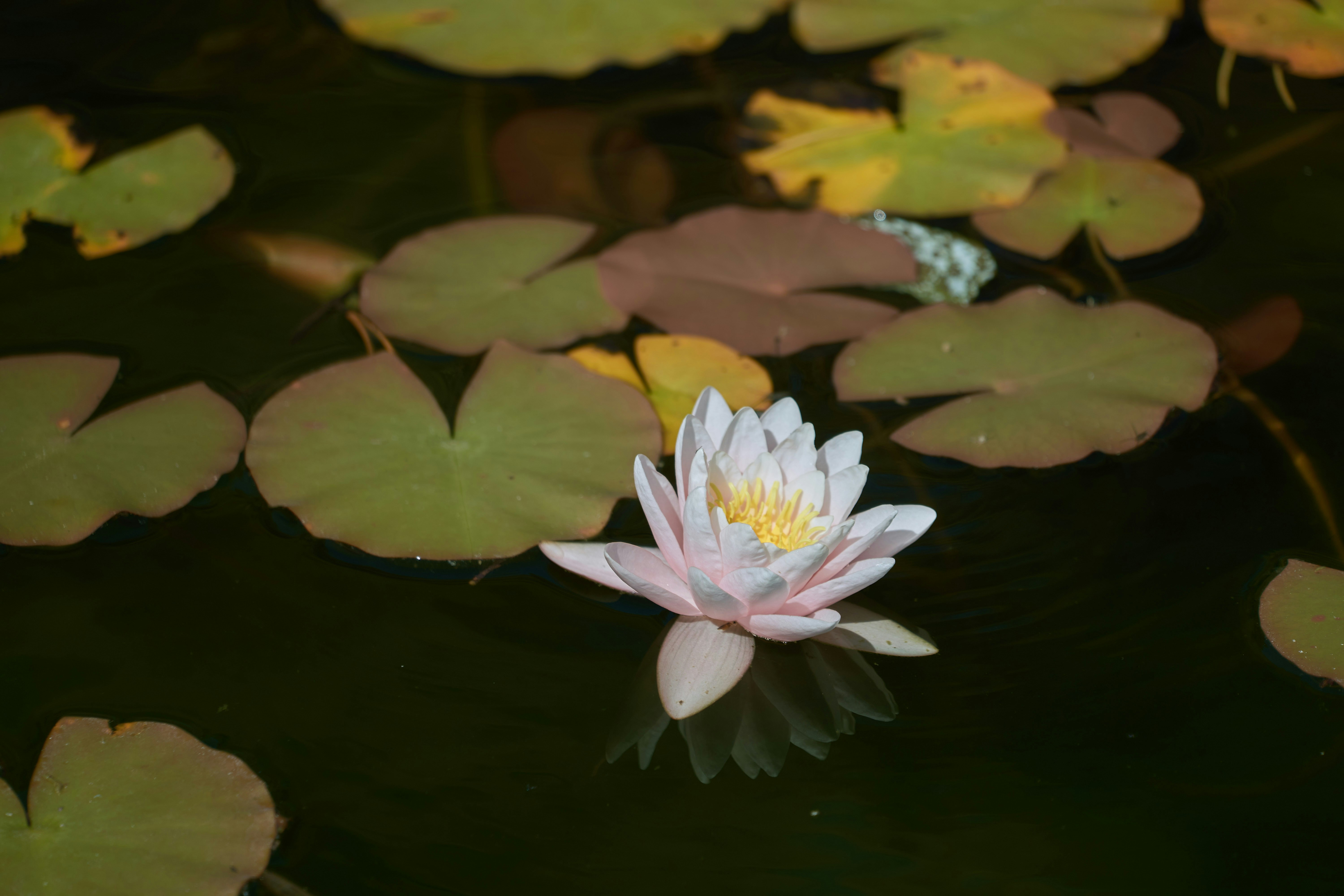 Photo by wolfgang_hasselmann