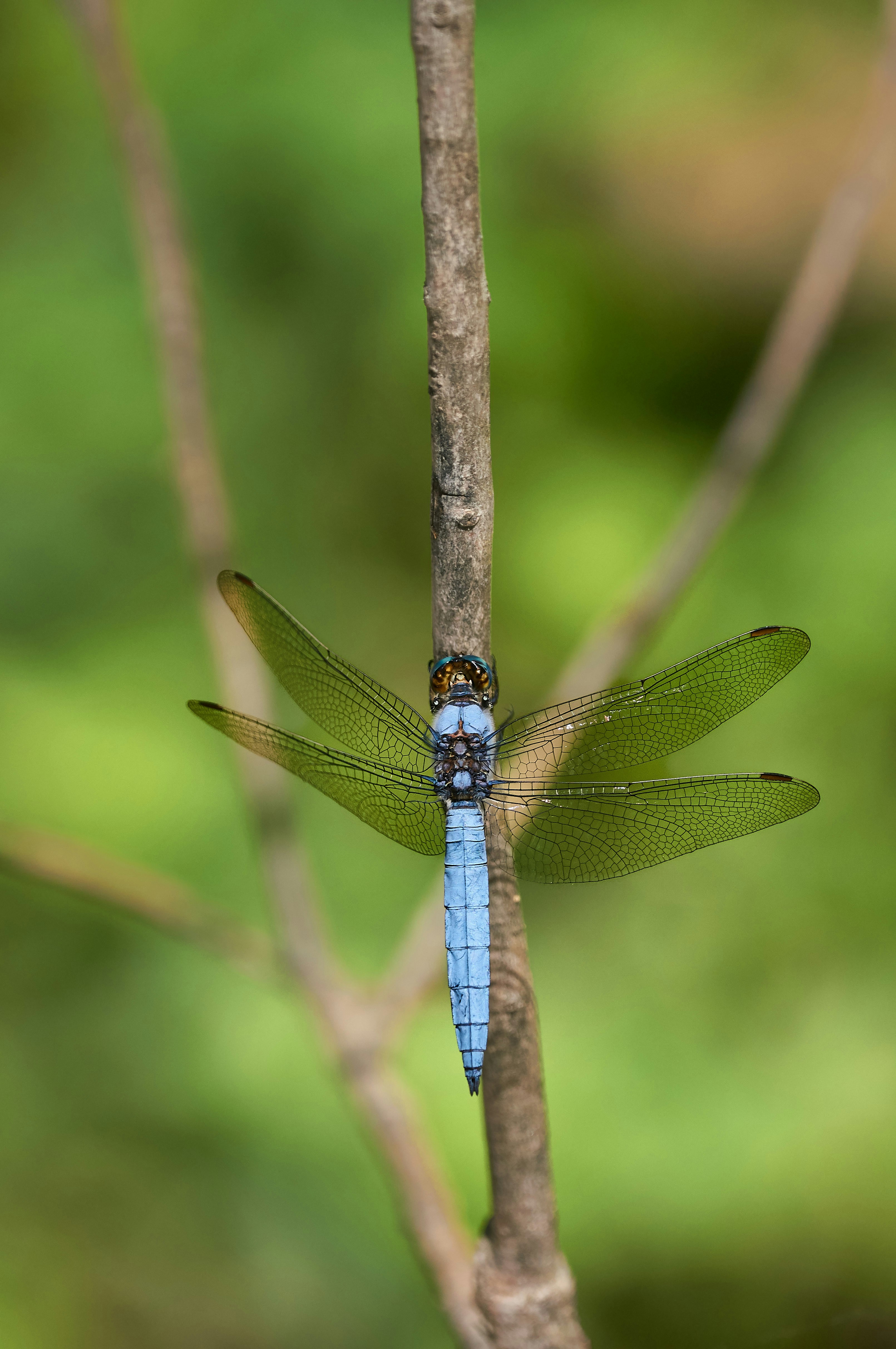 Photo by wolfgang_hasselmann