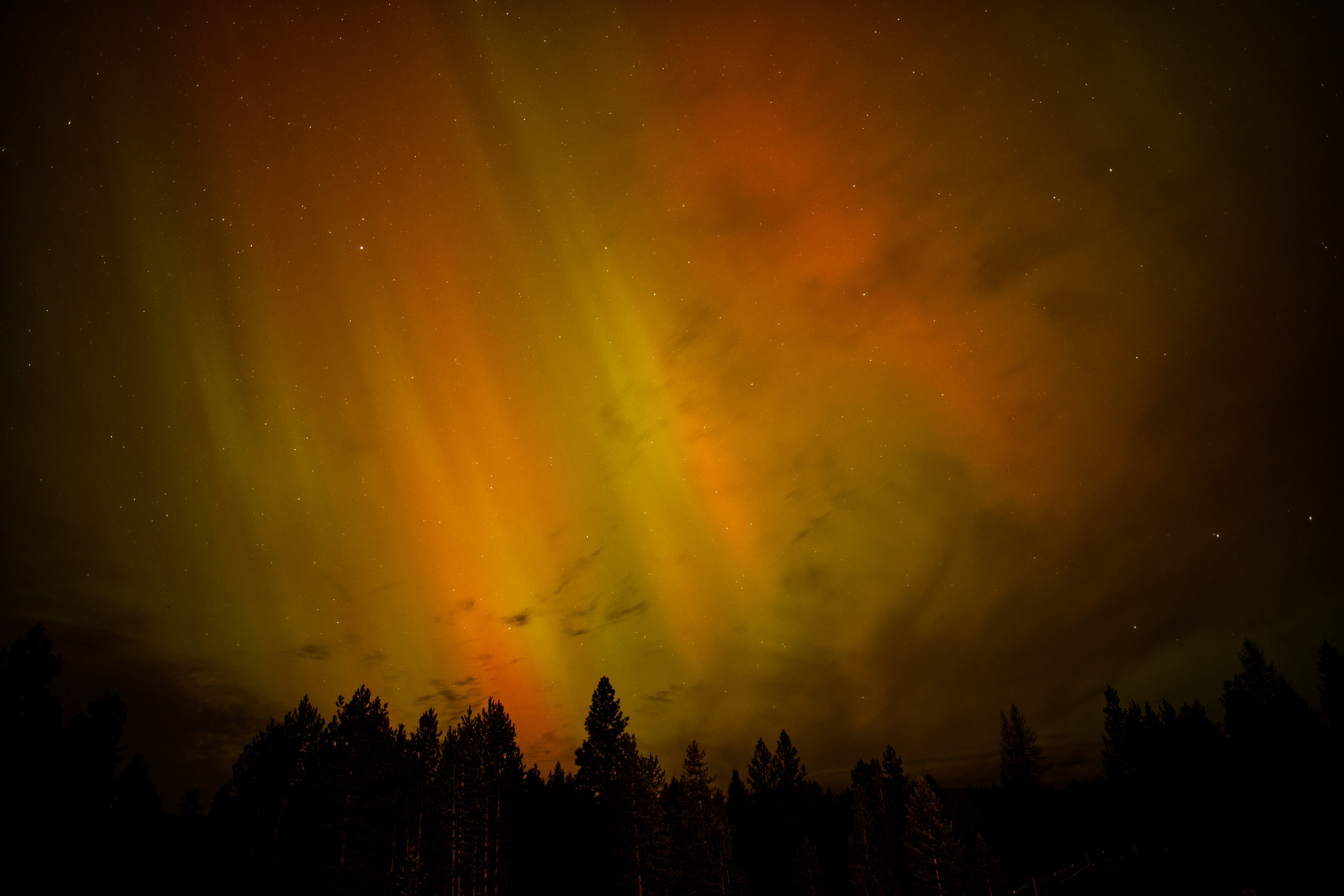 Aurora borealis glowing over dark forest silhouette