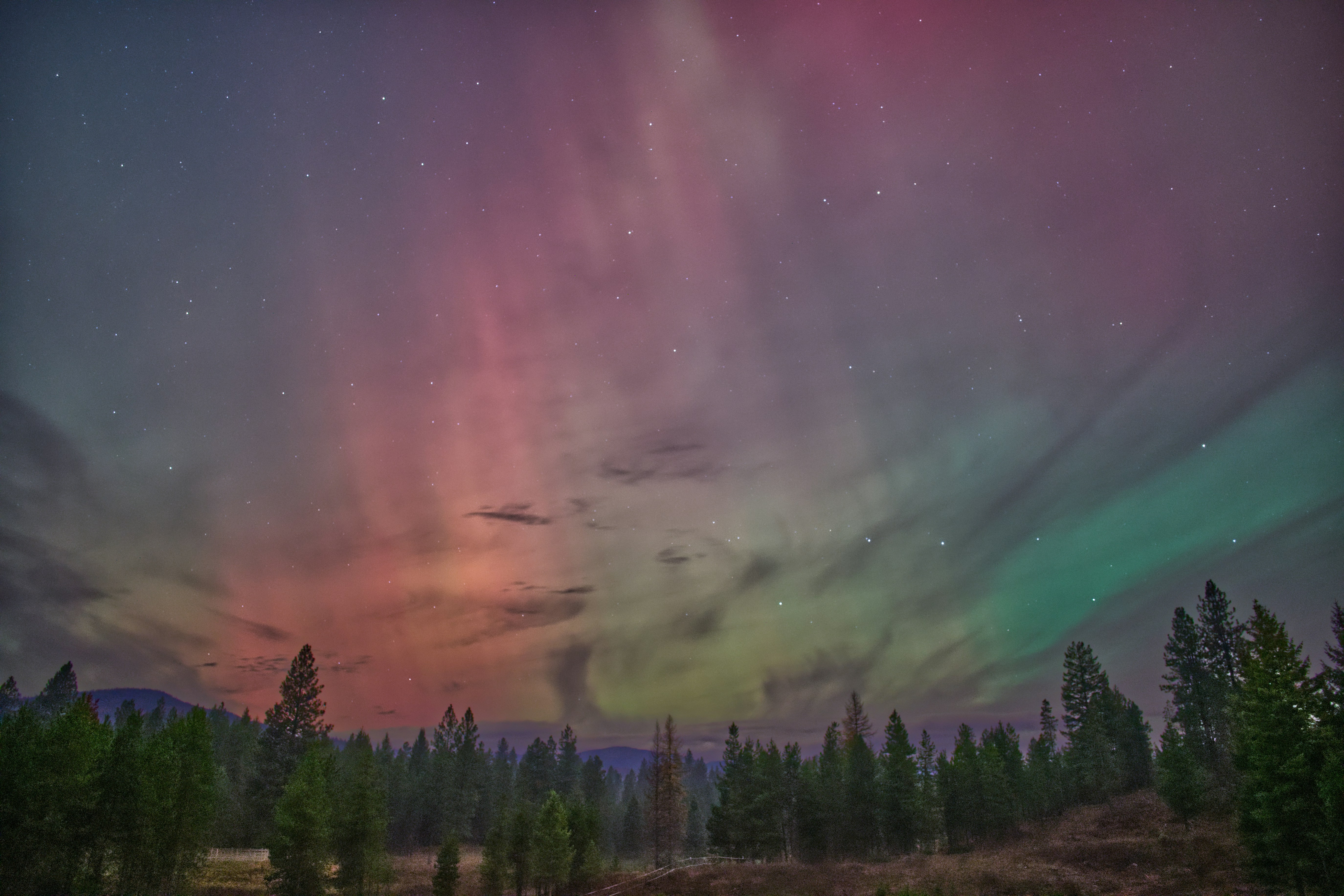 Colorful aurora borealis over a forest landscape