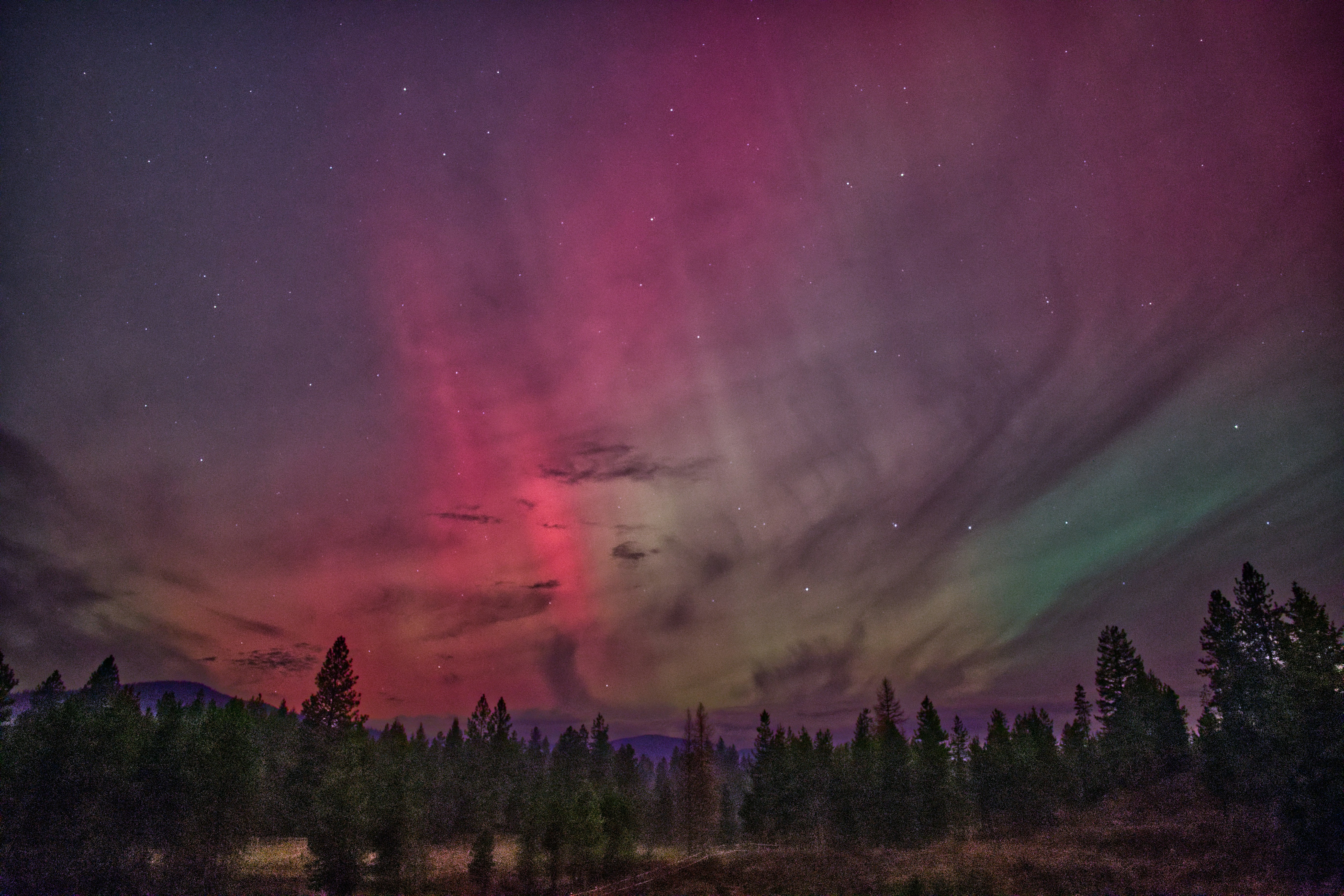 Colorful aurora borealis over a forest landscape
