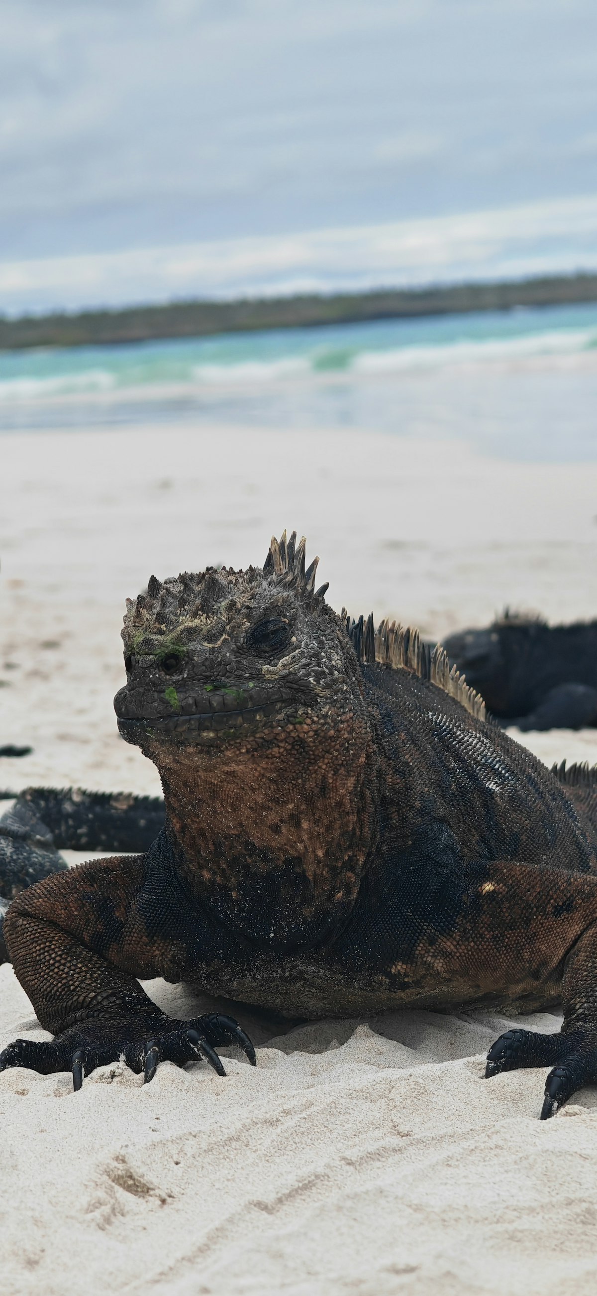 Galápagos September — marine iguana resting on dark volcanic rock