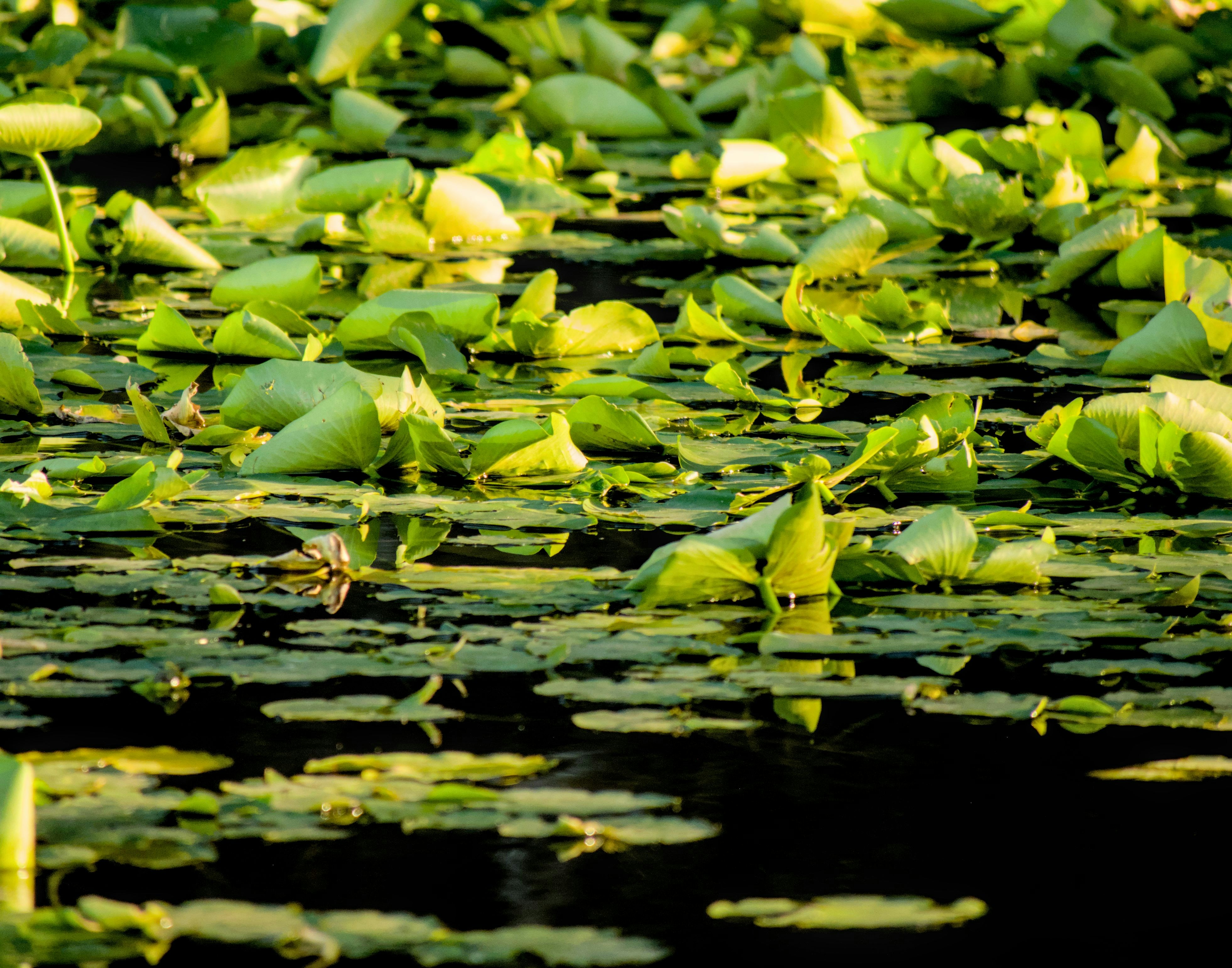 Nenúfares verdes flotando en aguas oscuras