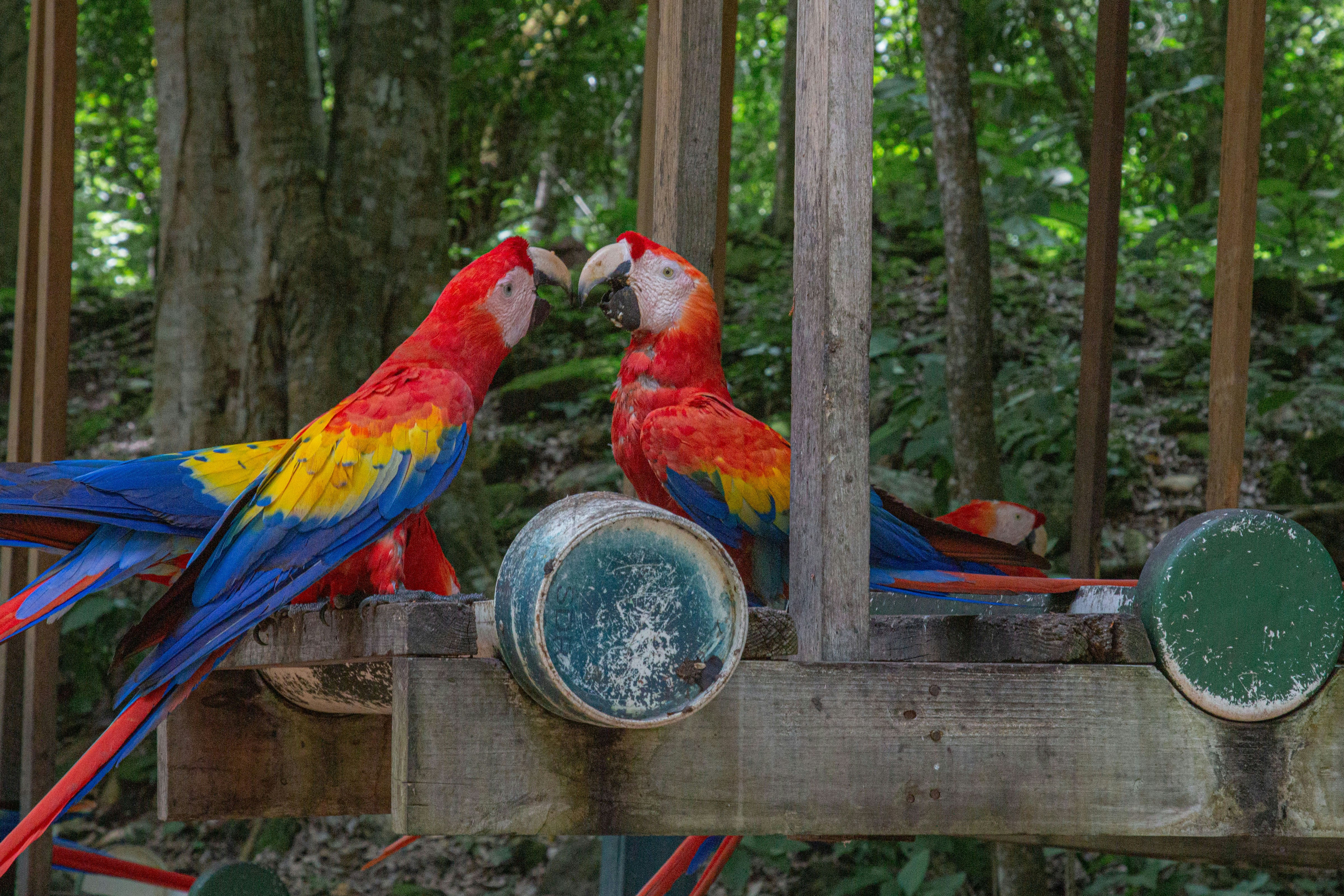 Two scarlet macaws touching beaks in enclosure