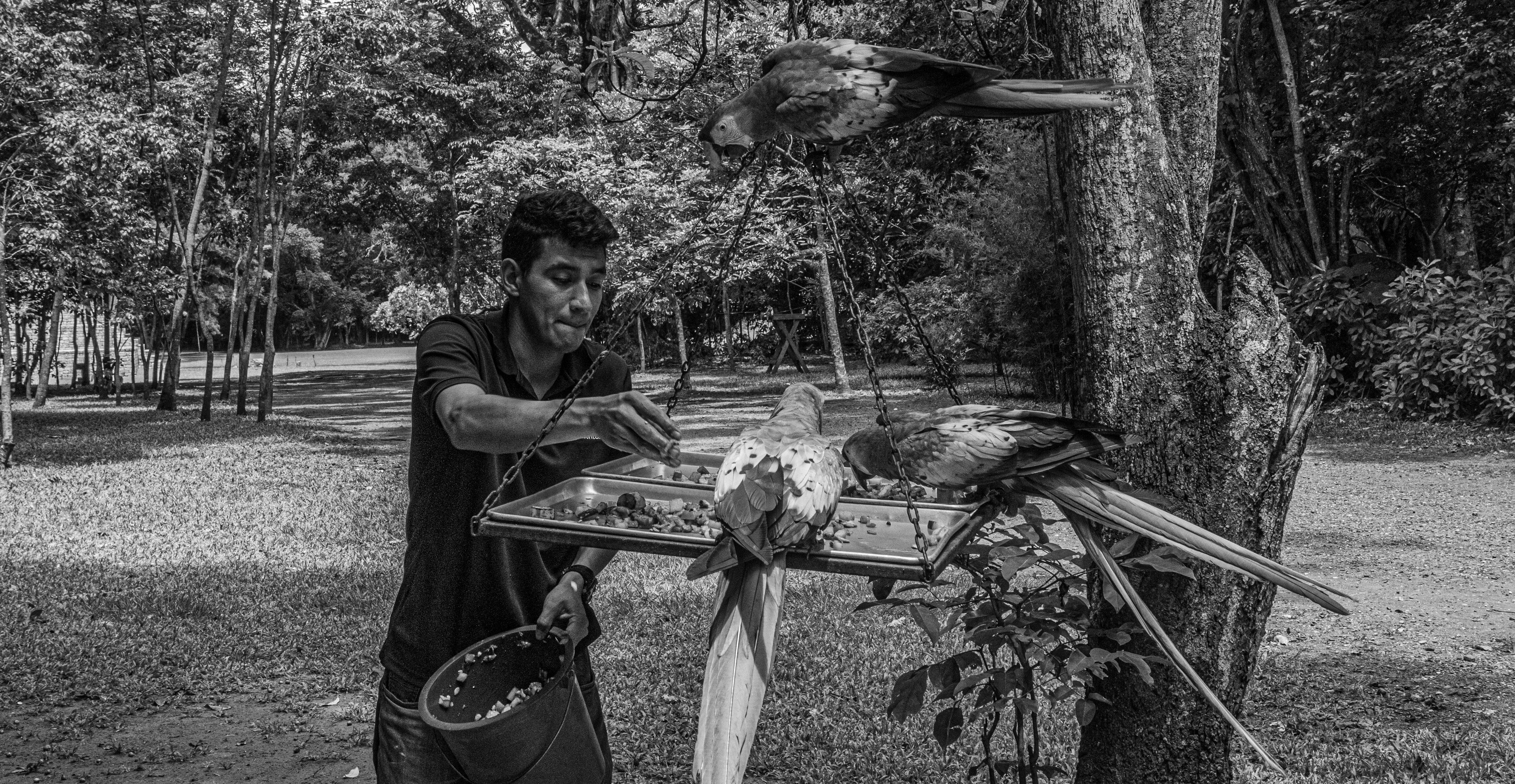 Man feeding parrots on a wooden platform.