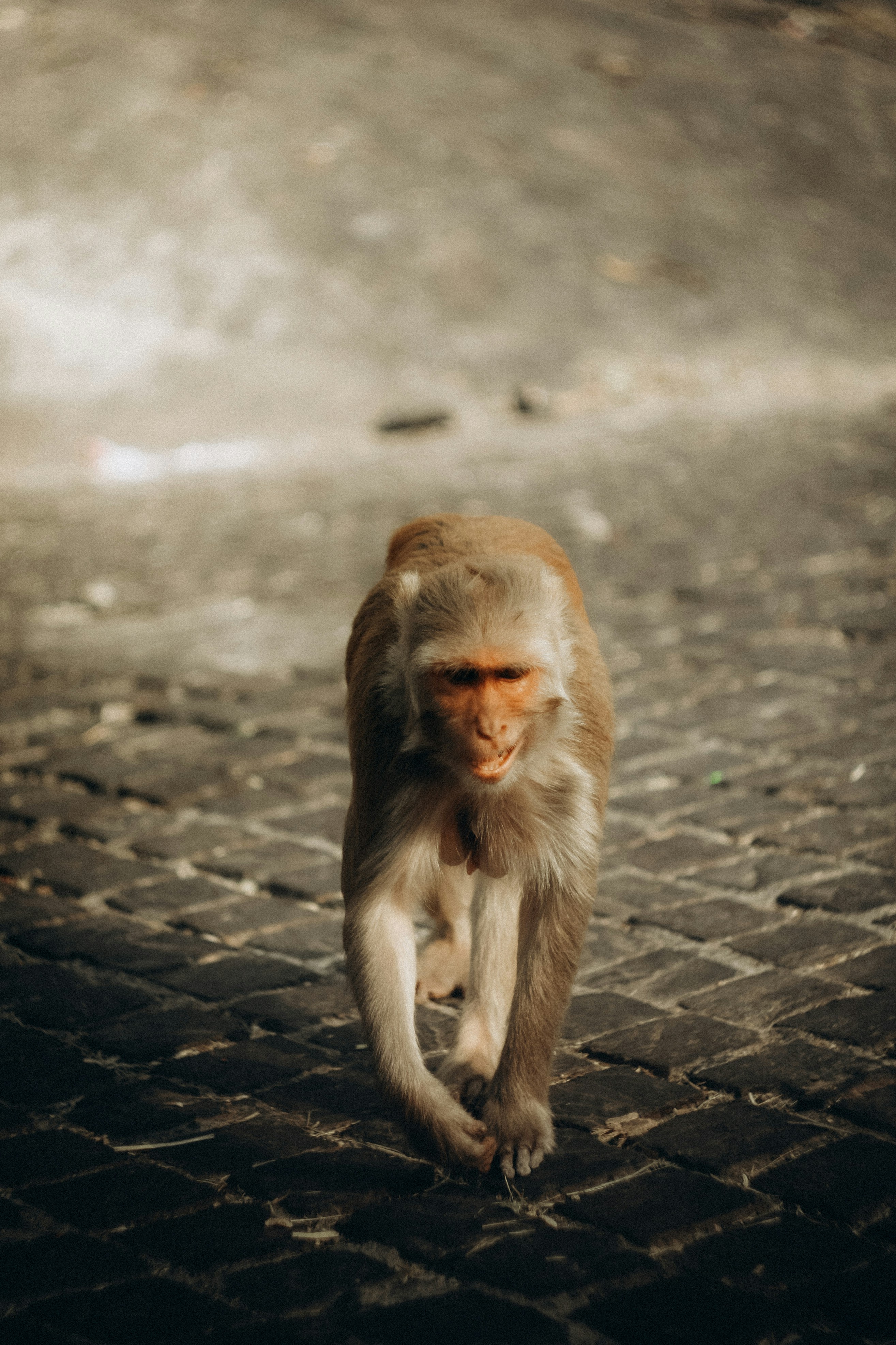 A monkey walks on a cobblestone path.