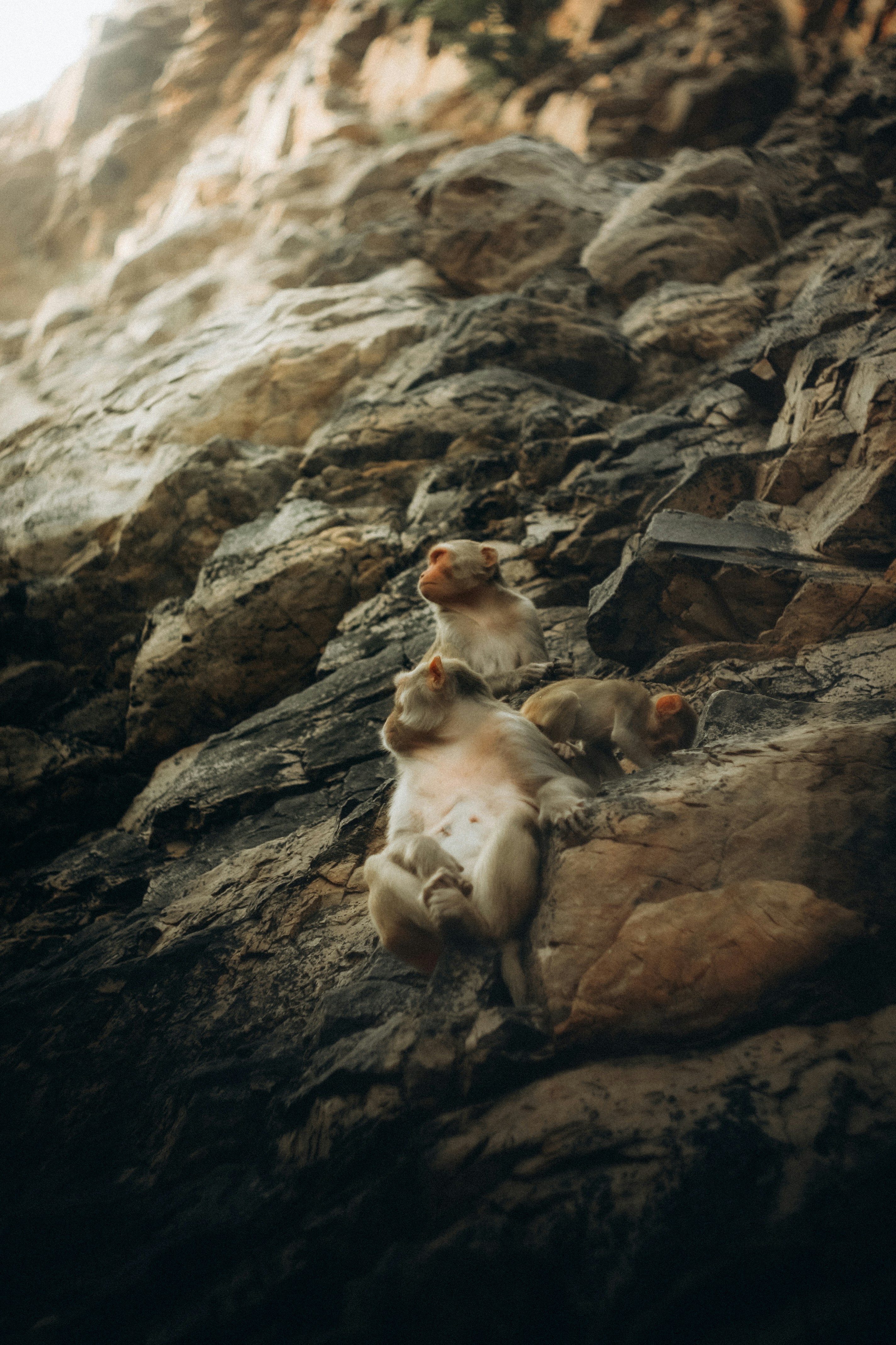 Monkeys resting on a rocky cliff face