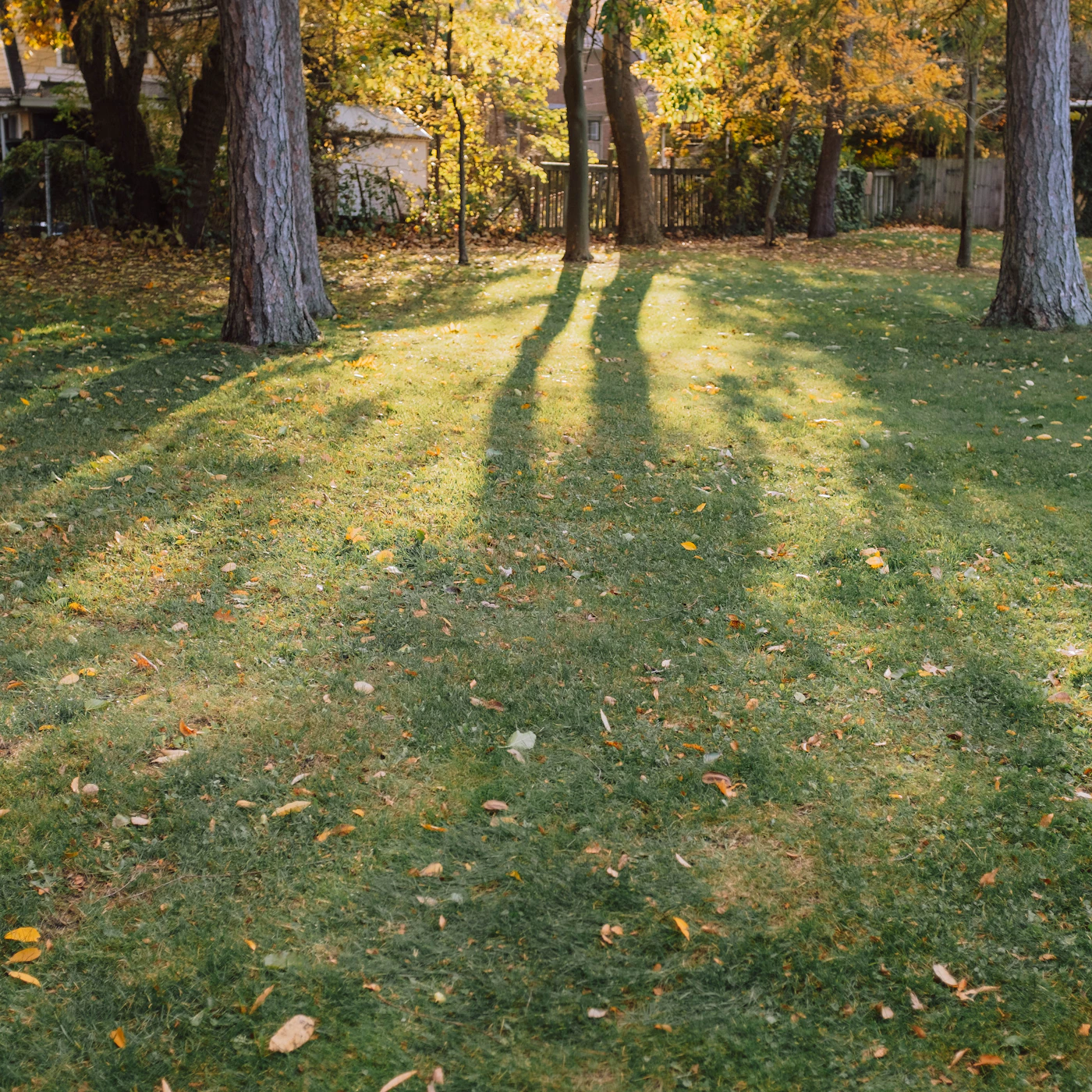 Close-up of healthy green lawn grass blades