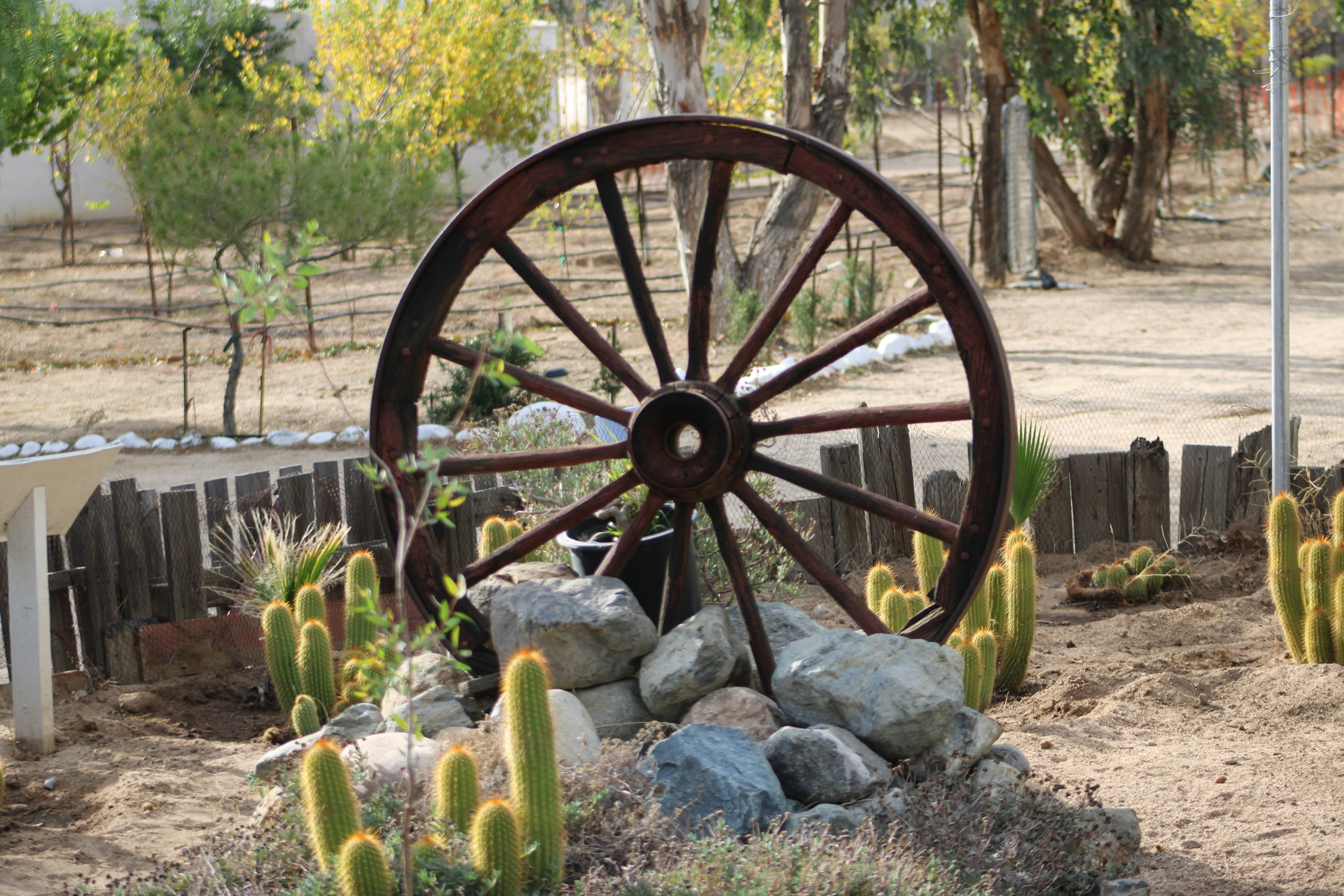 Old wagon wheel in a desert garden setting with cacti