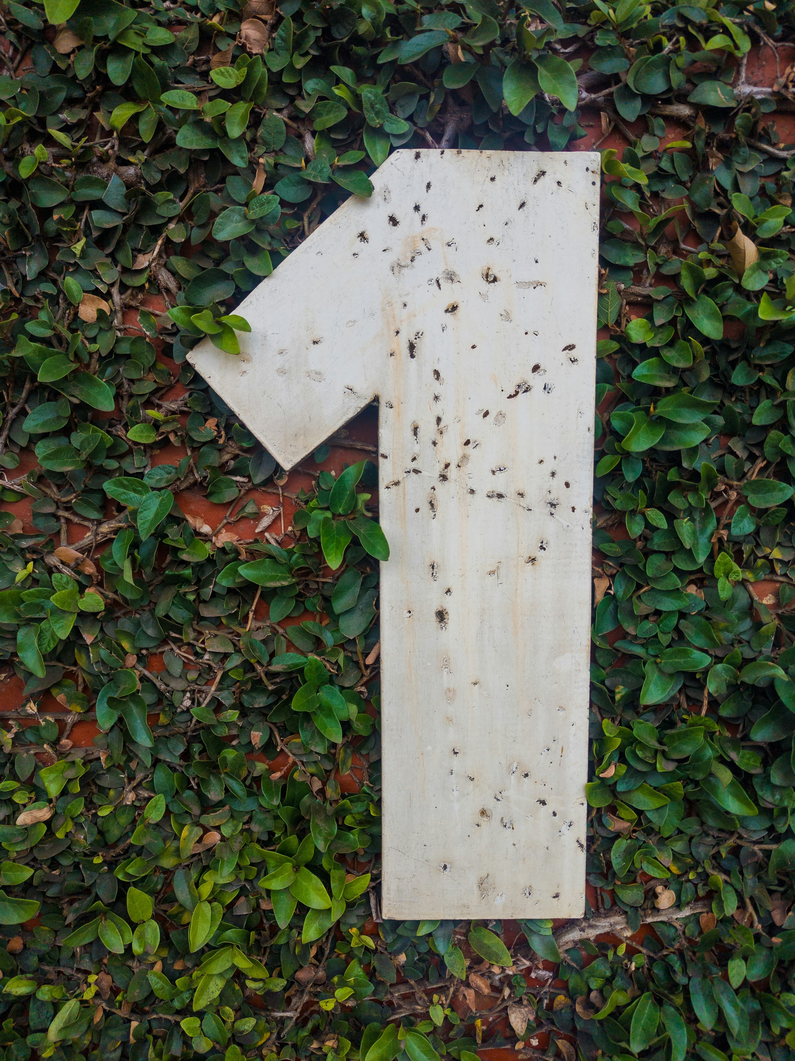 Wooden number one against green ivy wall