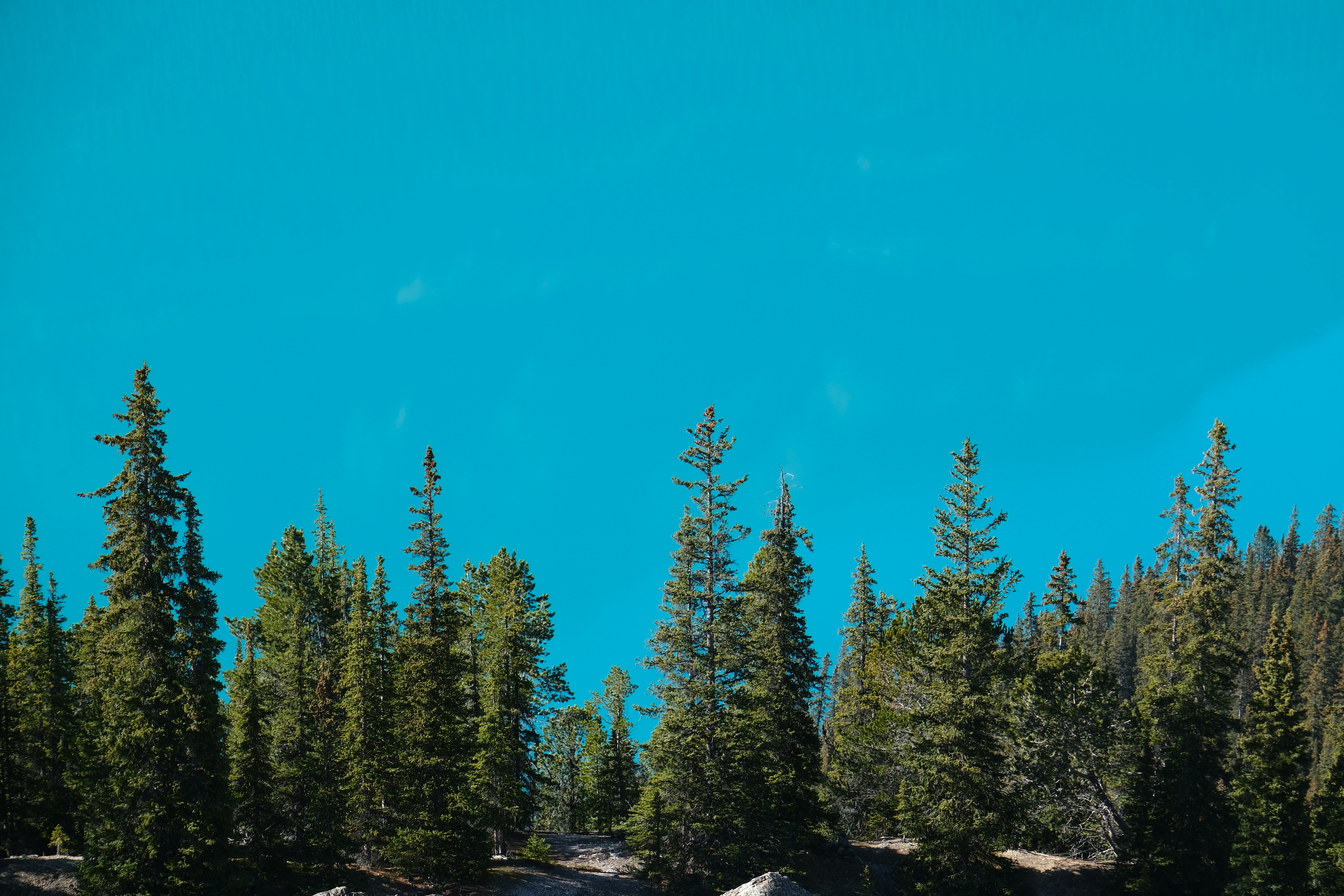 Tall evergreen trees against a bright blue sky