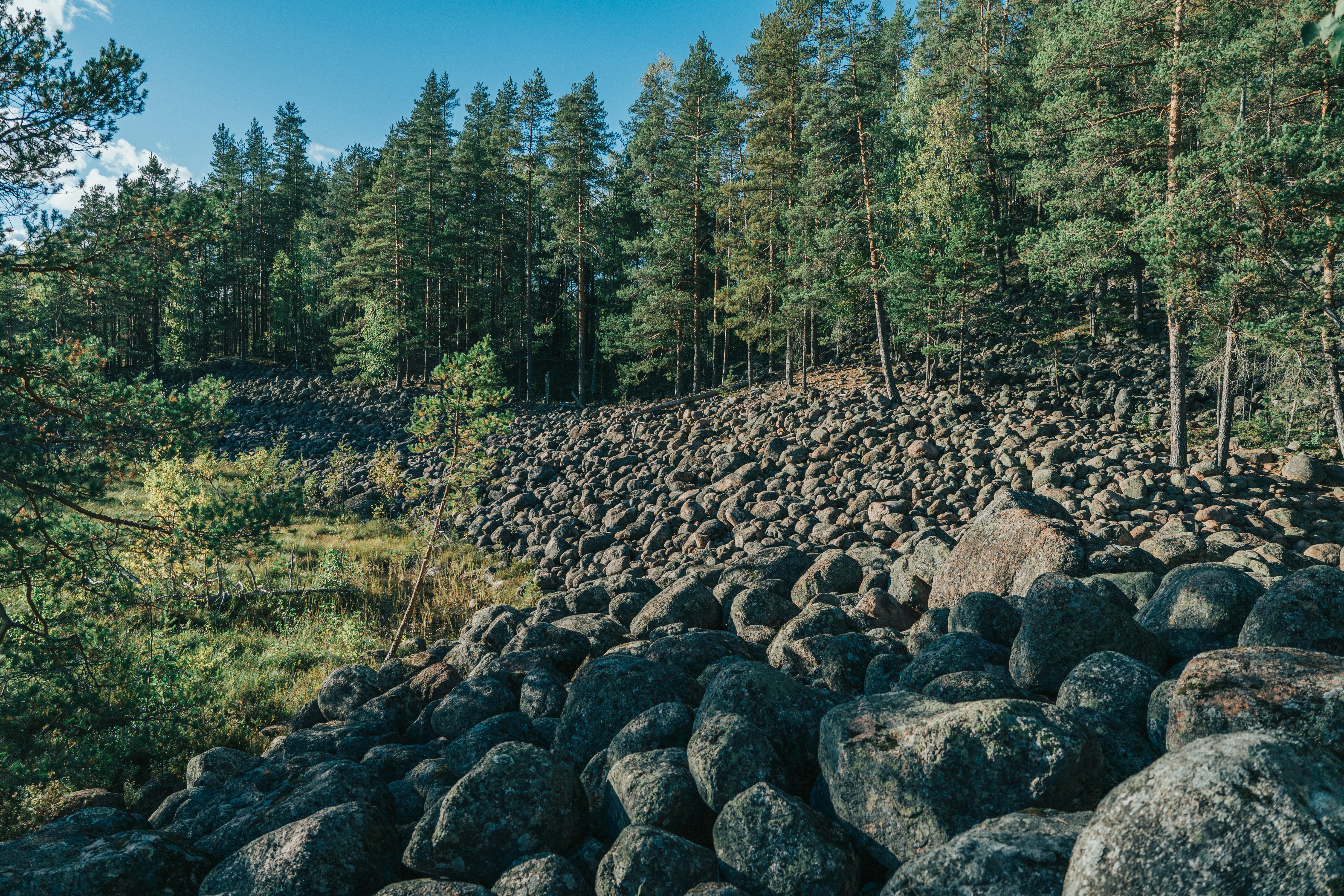 A forest with a rocky slope and large boulders.