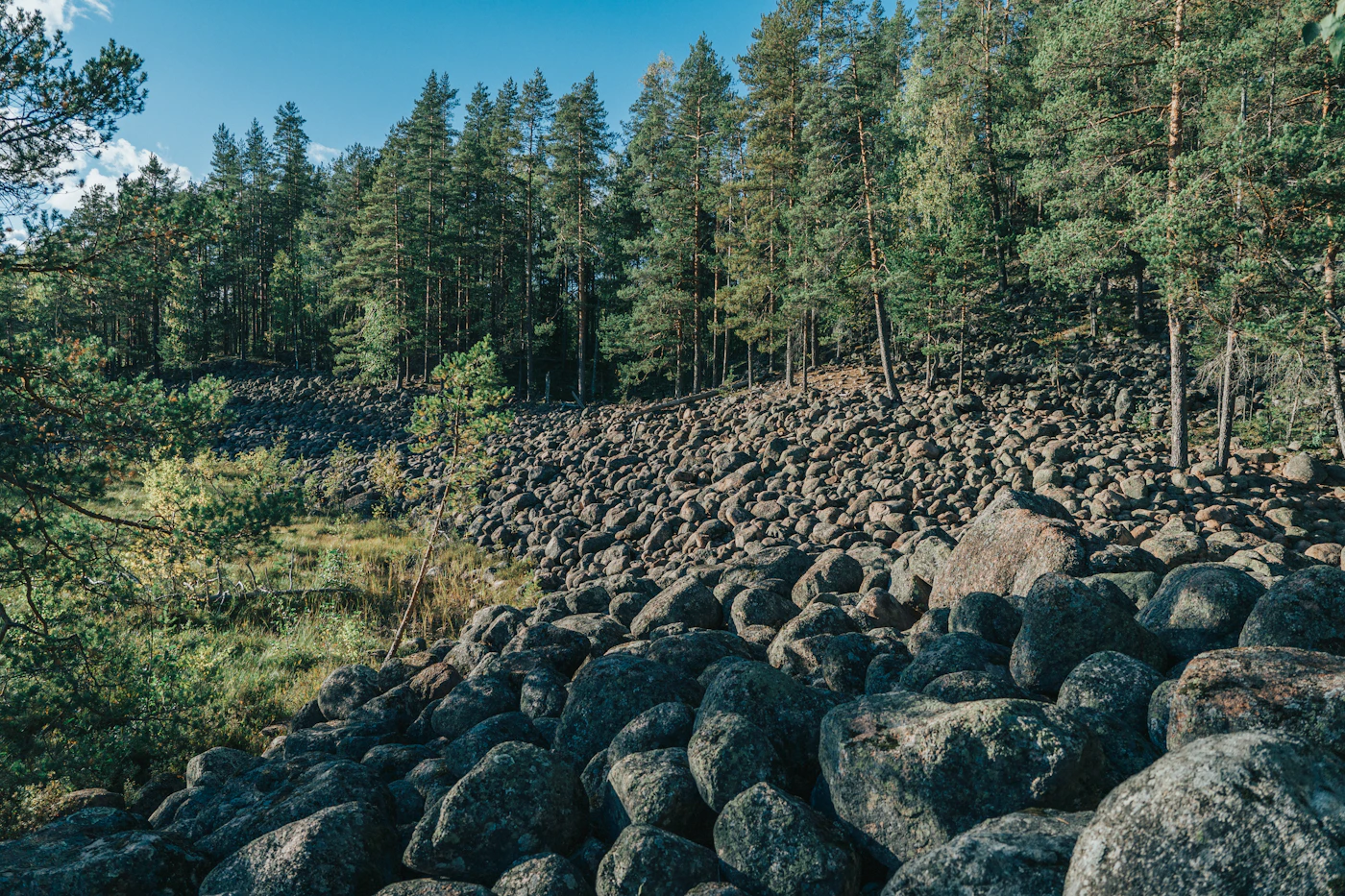 Forest slope covered in large boulders in autumn
