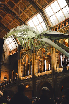 Whale skeleton hanging in a grand museum hall.