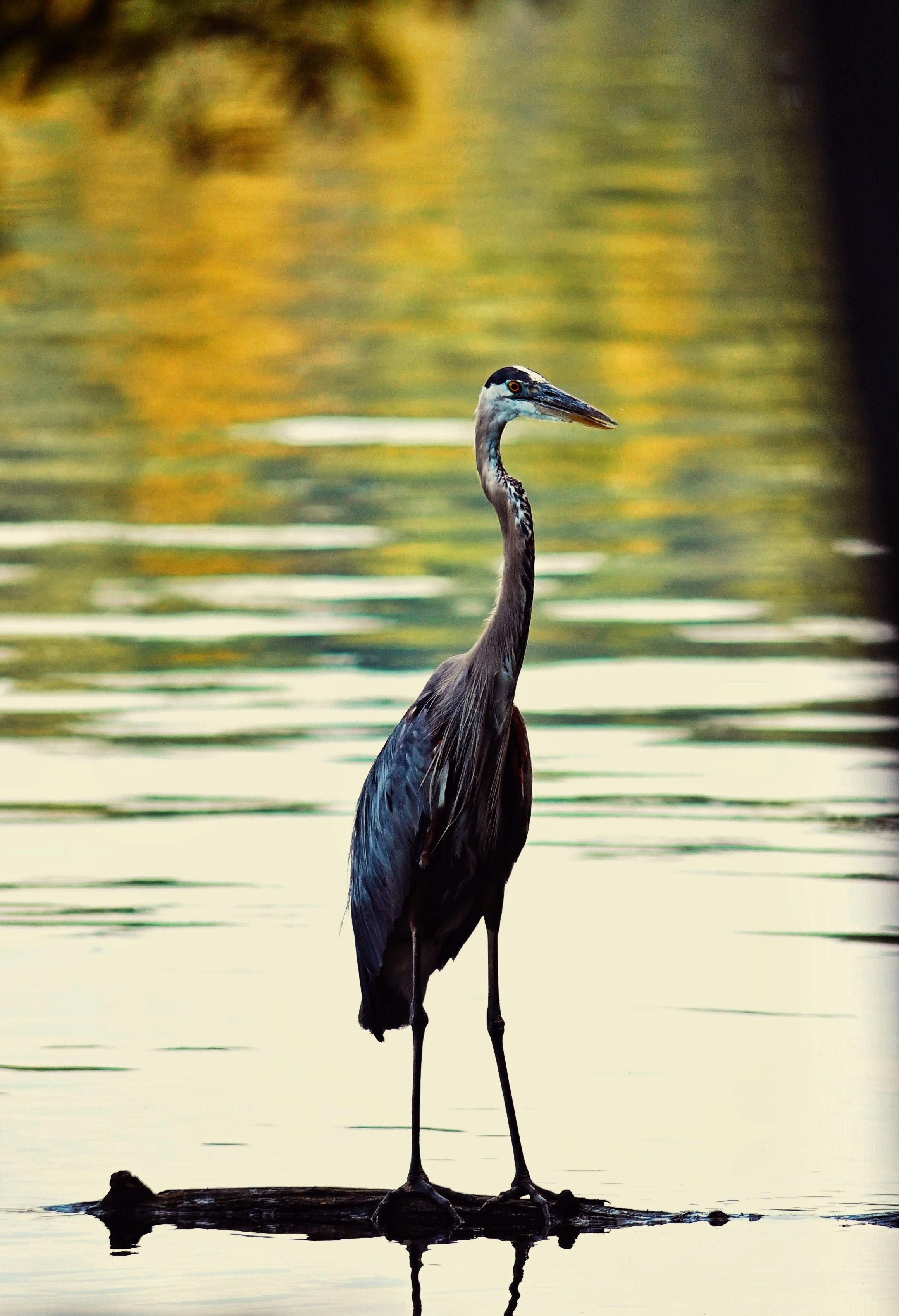 Photo by theartificer