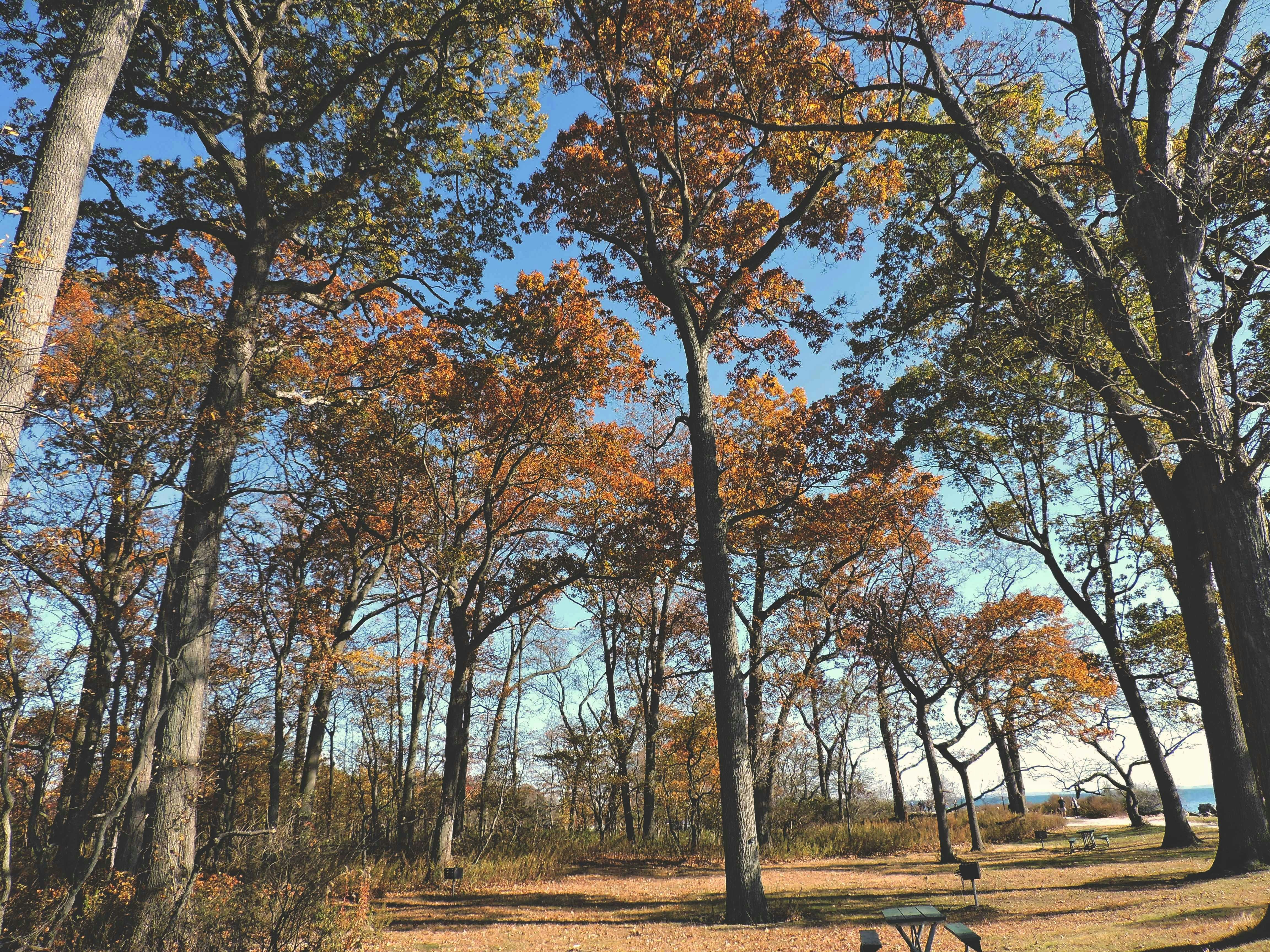 Tall trees with autumn leaves under a blue sky.