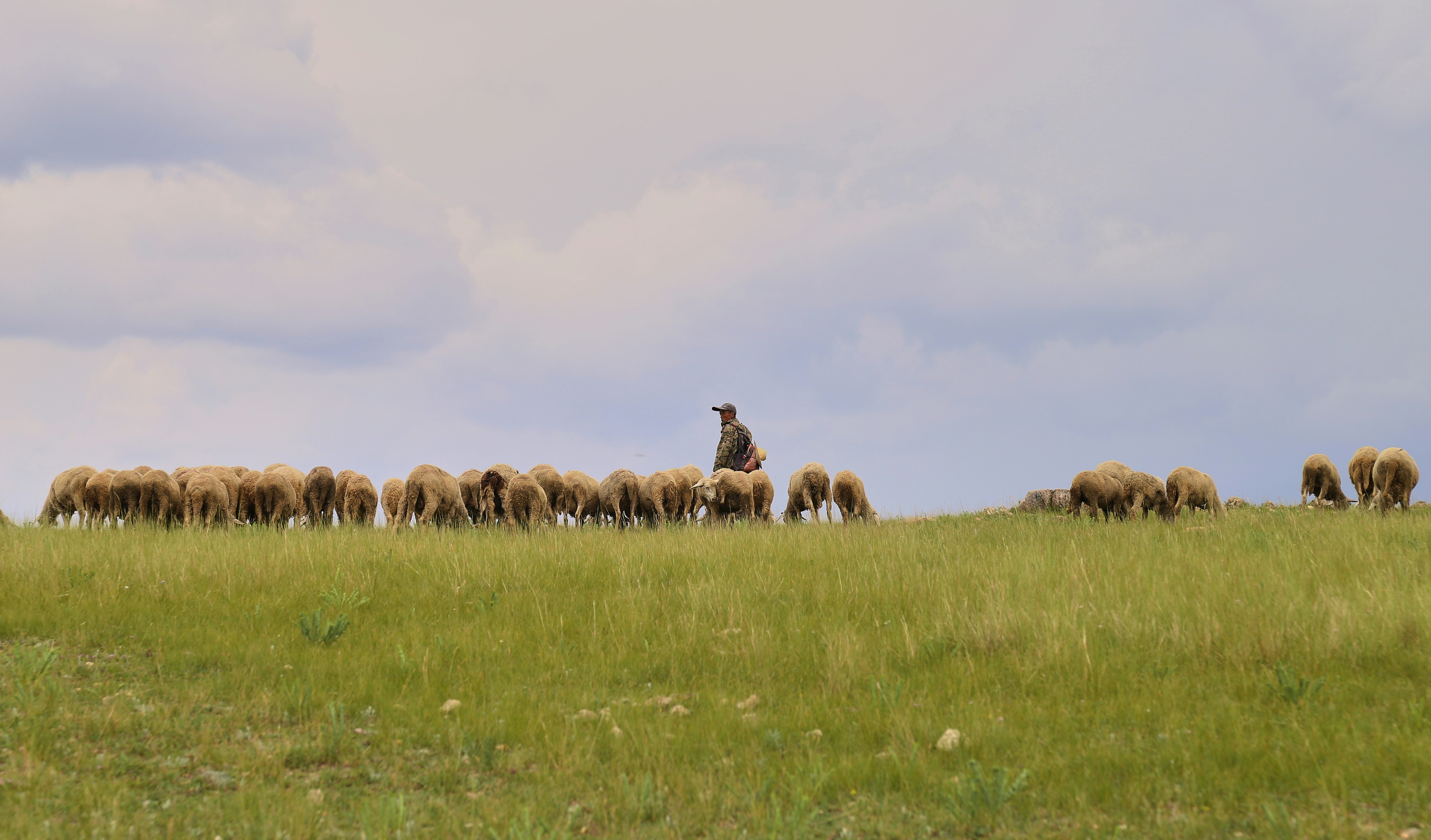 Pastoral landscape with grazing animals