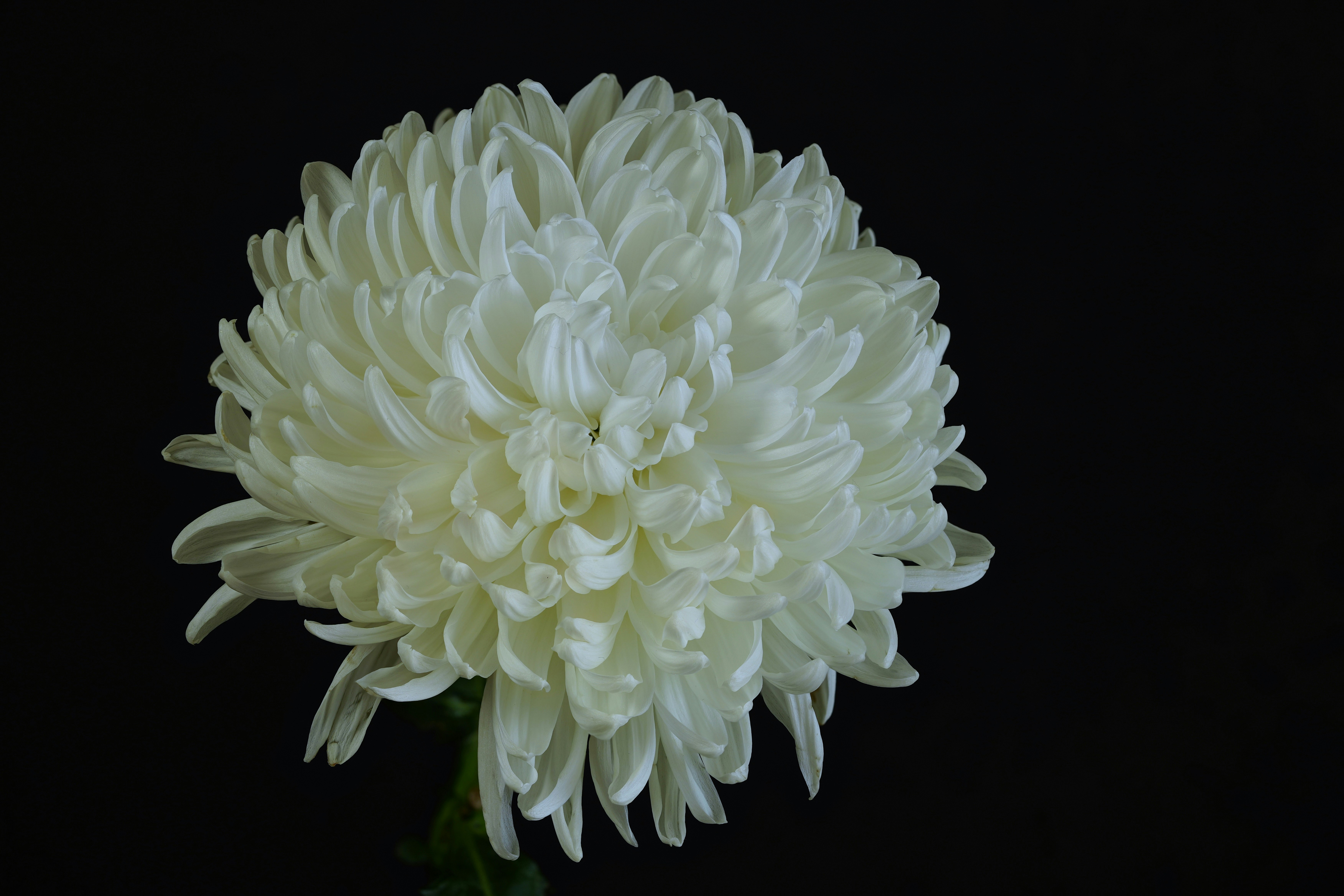 A white chrysanthemum flower against a dark background.