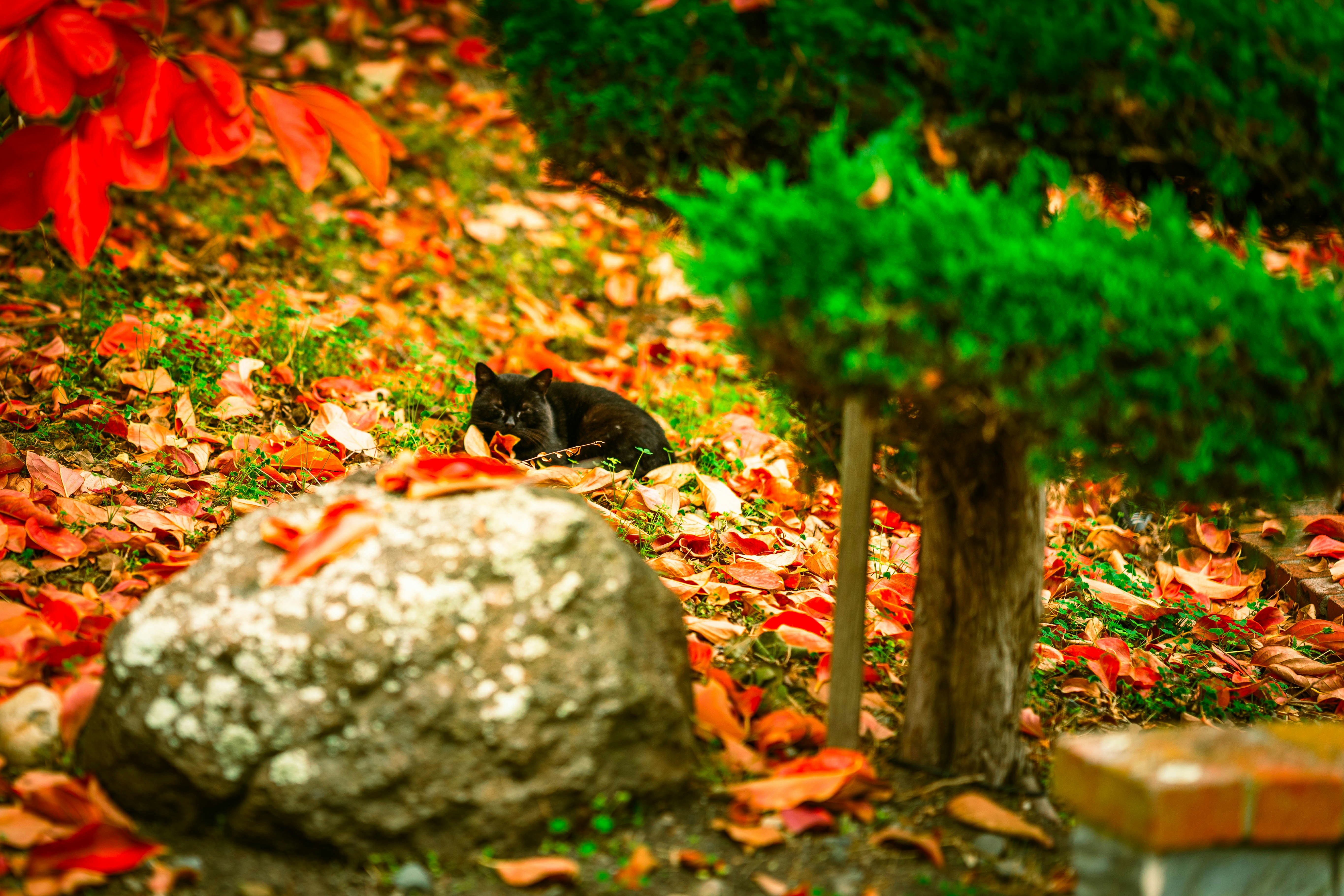 comparaison litière agglomérante non agglomérante chat bac hygiène nettoyage