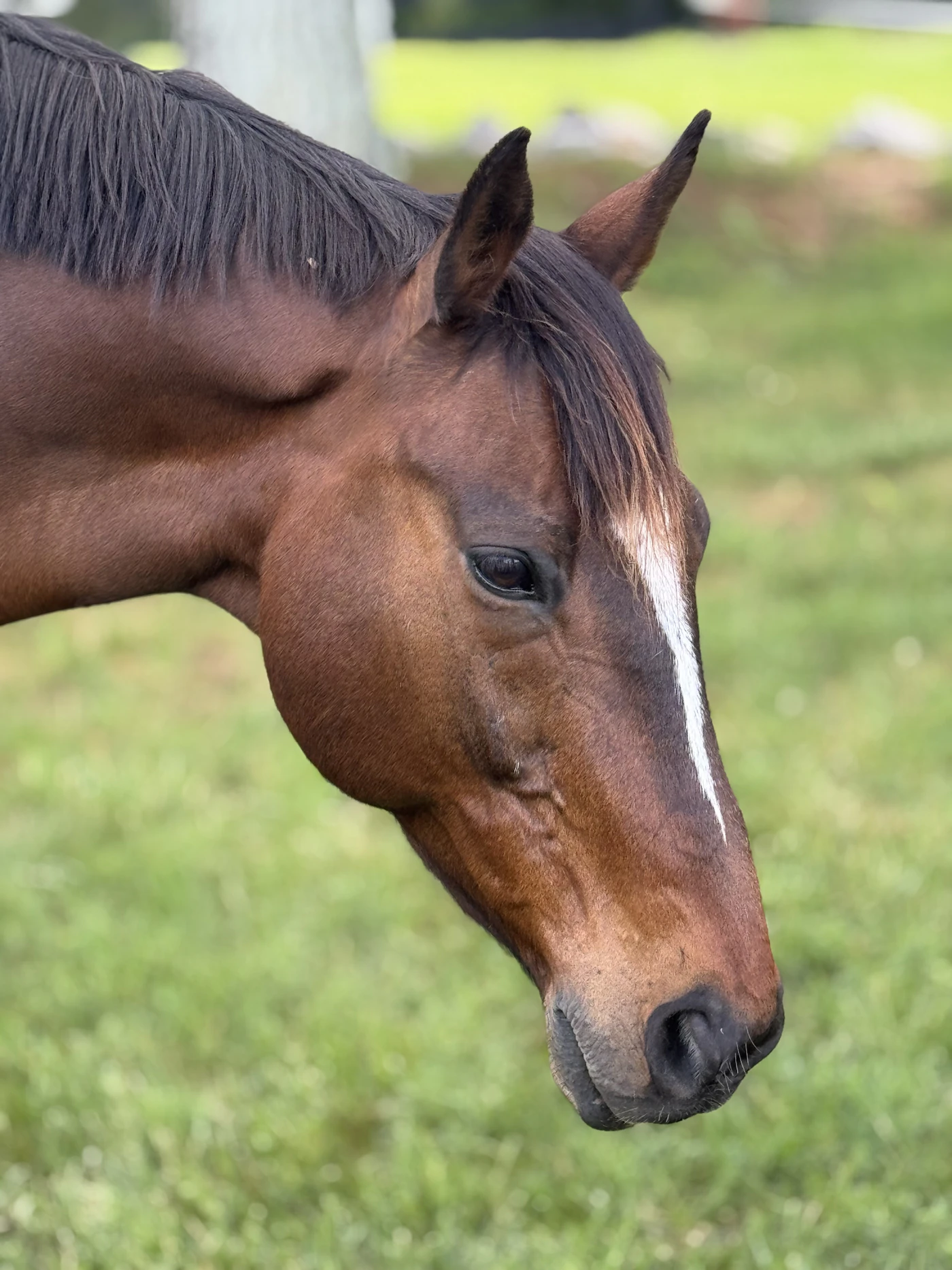 Pferdekopf mit Blesse