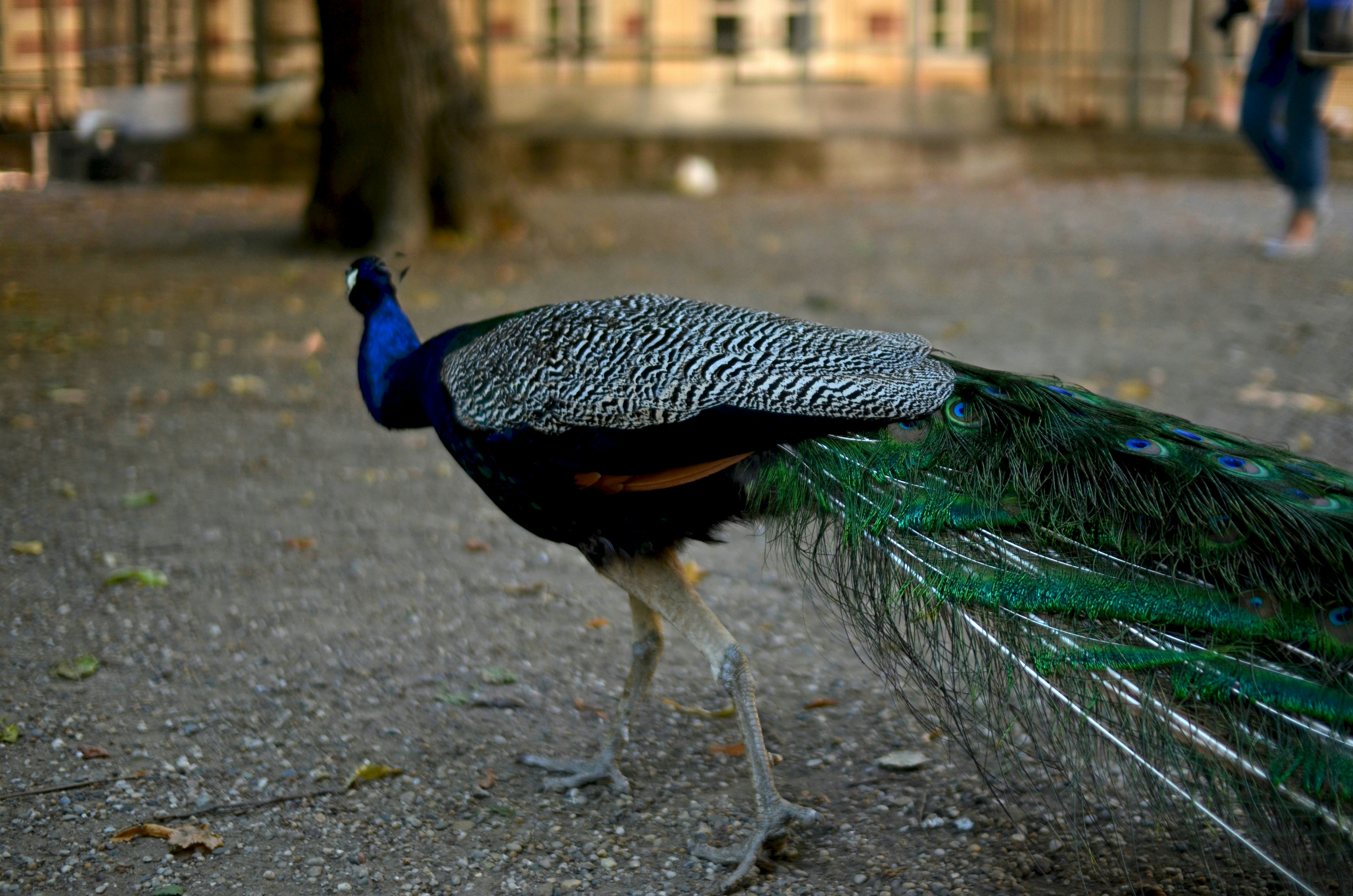 Images de Queue De Paon | Téléchargez des images gratuites sur Unsplash, image size:3000x1987