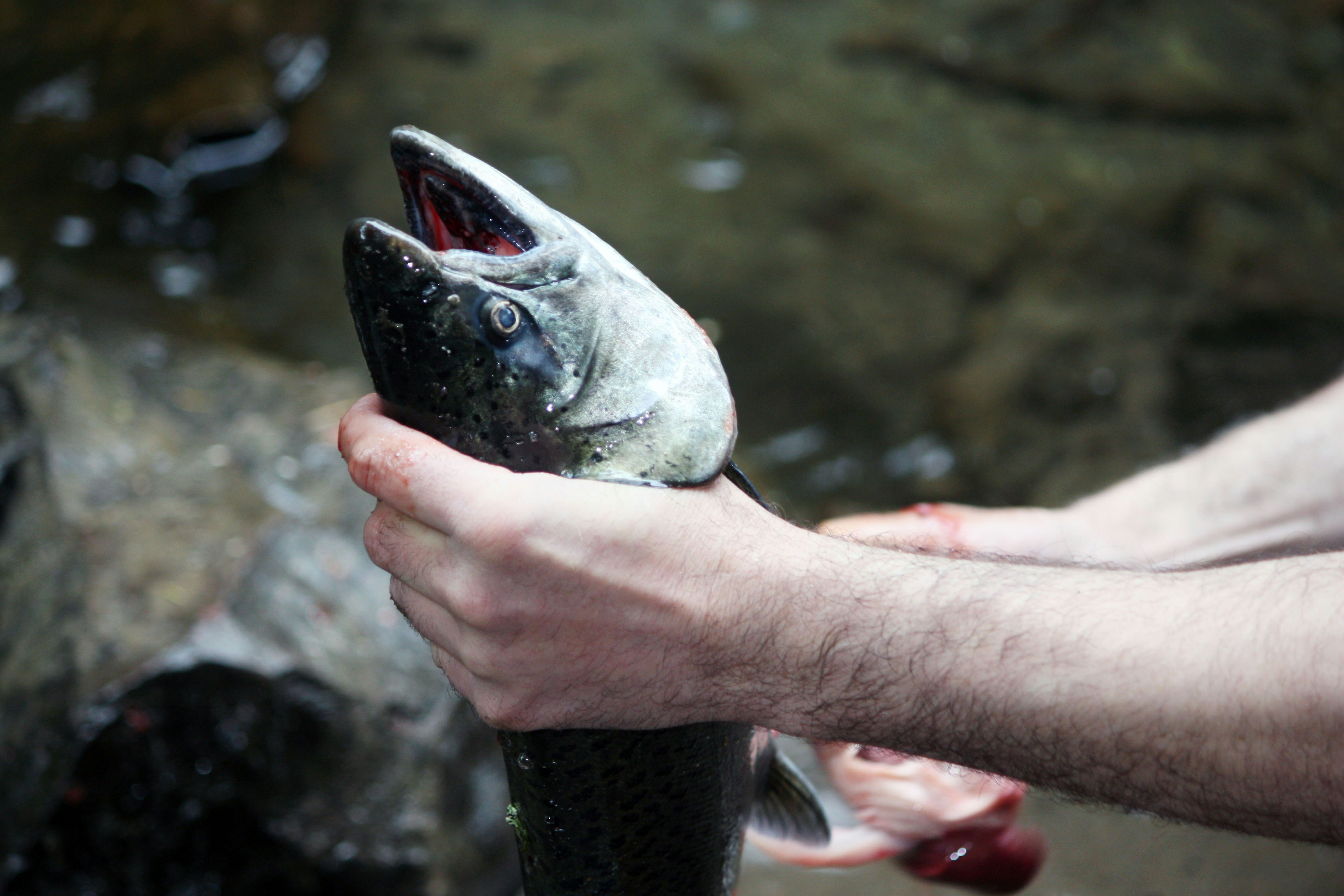 Chinook Salmon