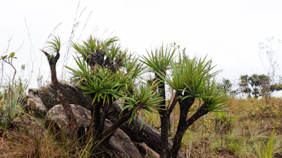 Bromeliad Guzmania India — Exotic Epiphyte Complete Guide