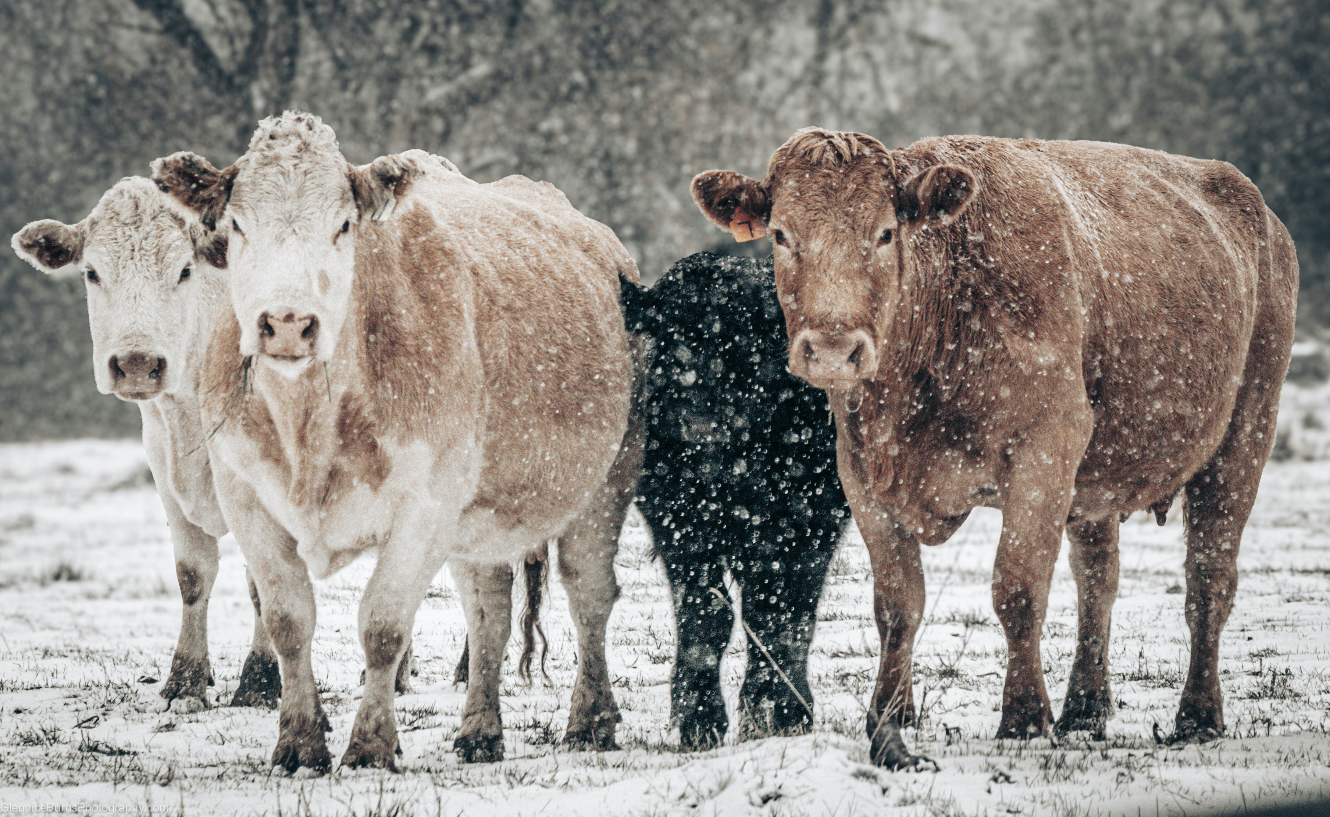 Wyoming Rancher Uses Extreme Weather To Redefine Cattle Genetics, Grow Super Cows