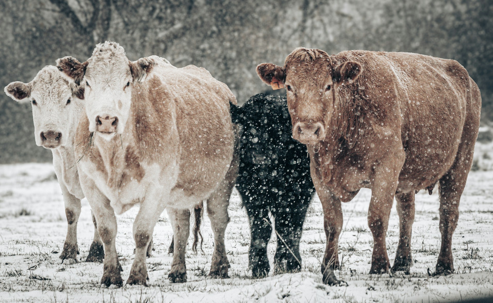 Cows standing in a snowy field during winter.