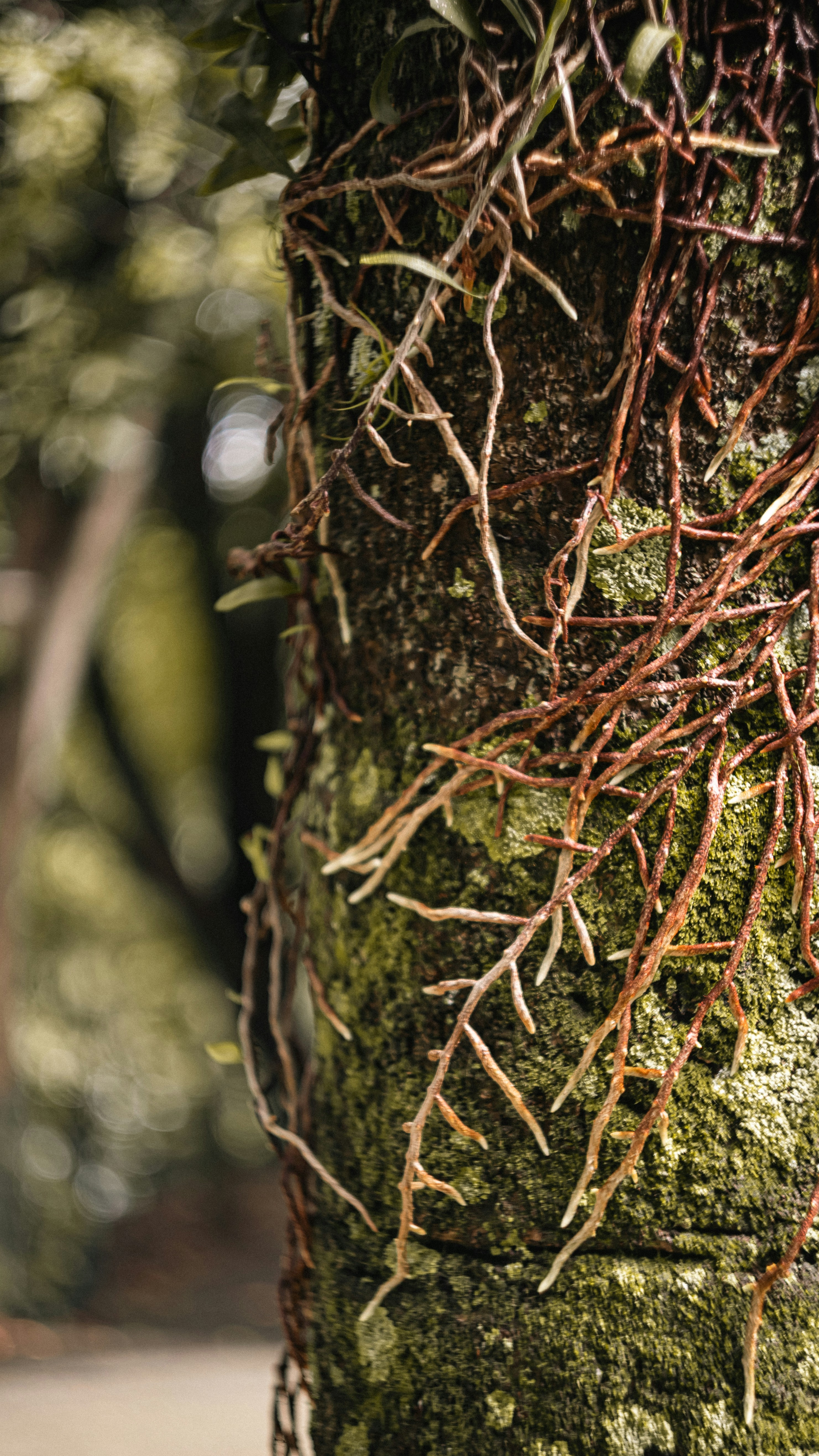 Tree bark covered in moss and vines