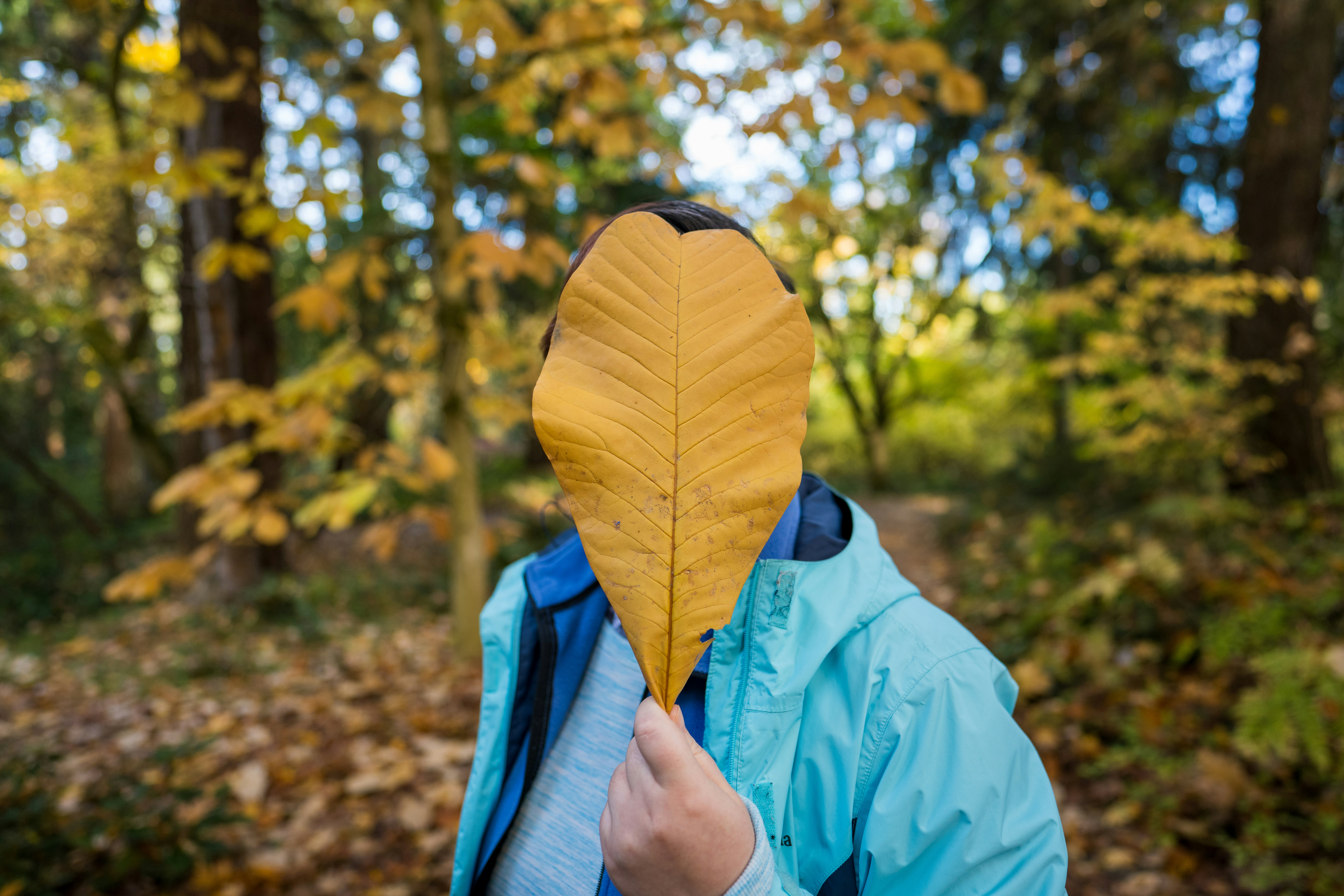 Person holding a large yellow leaf in front of face.