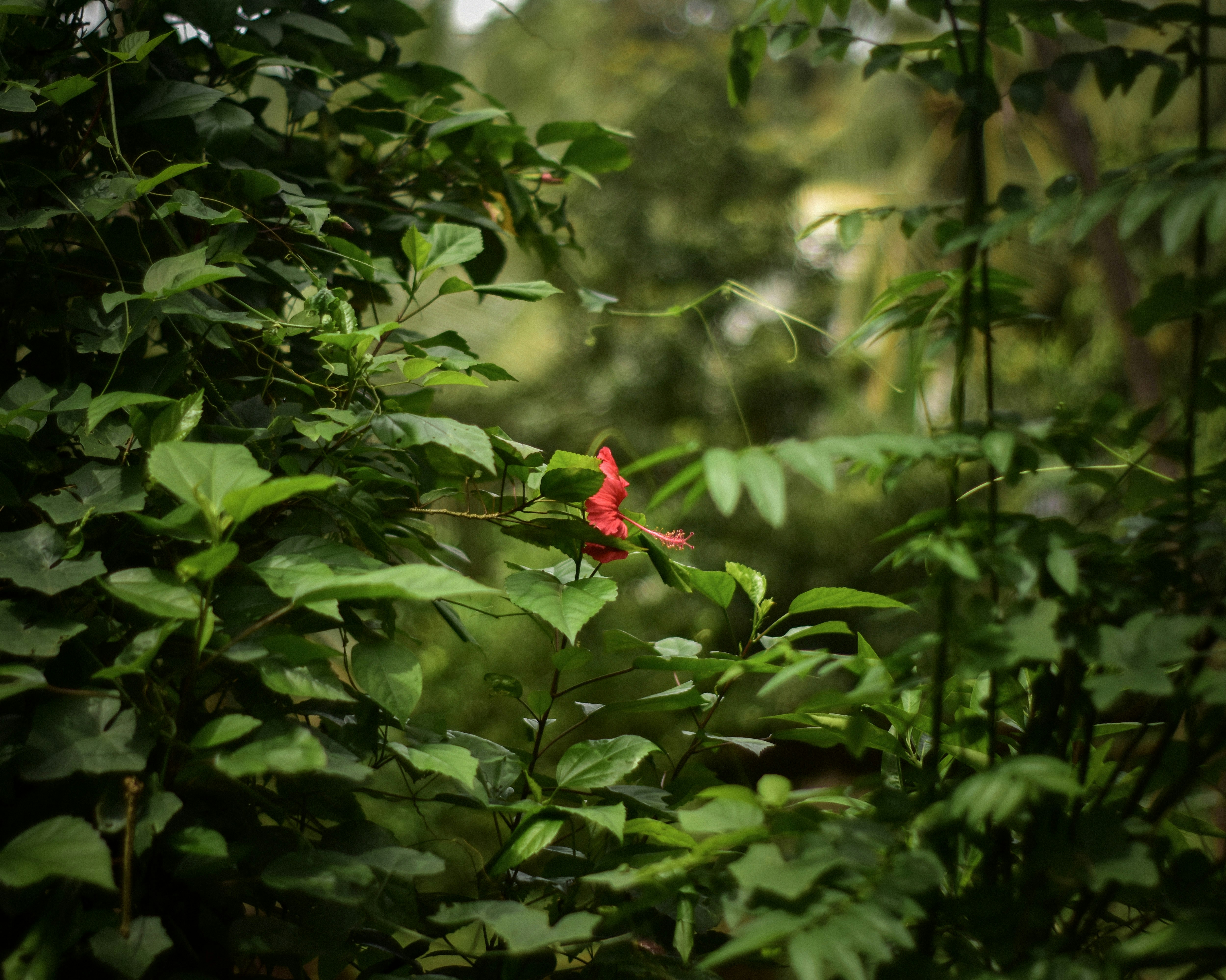 Photo by iamtharunraj