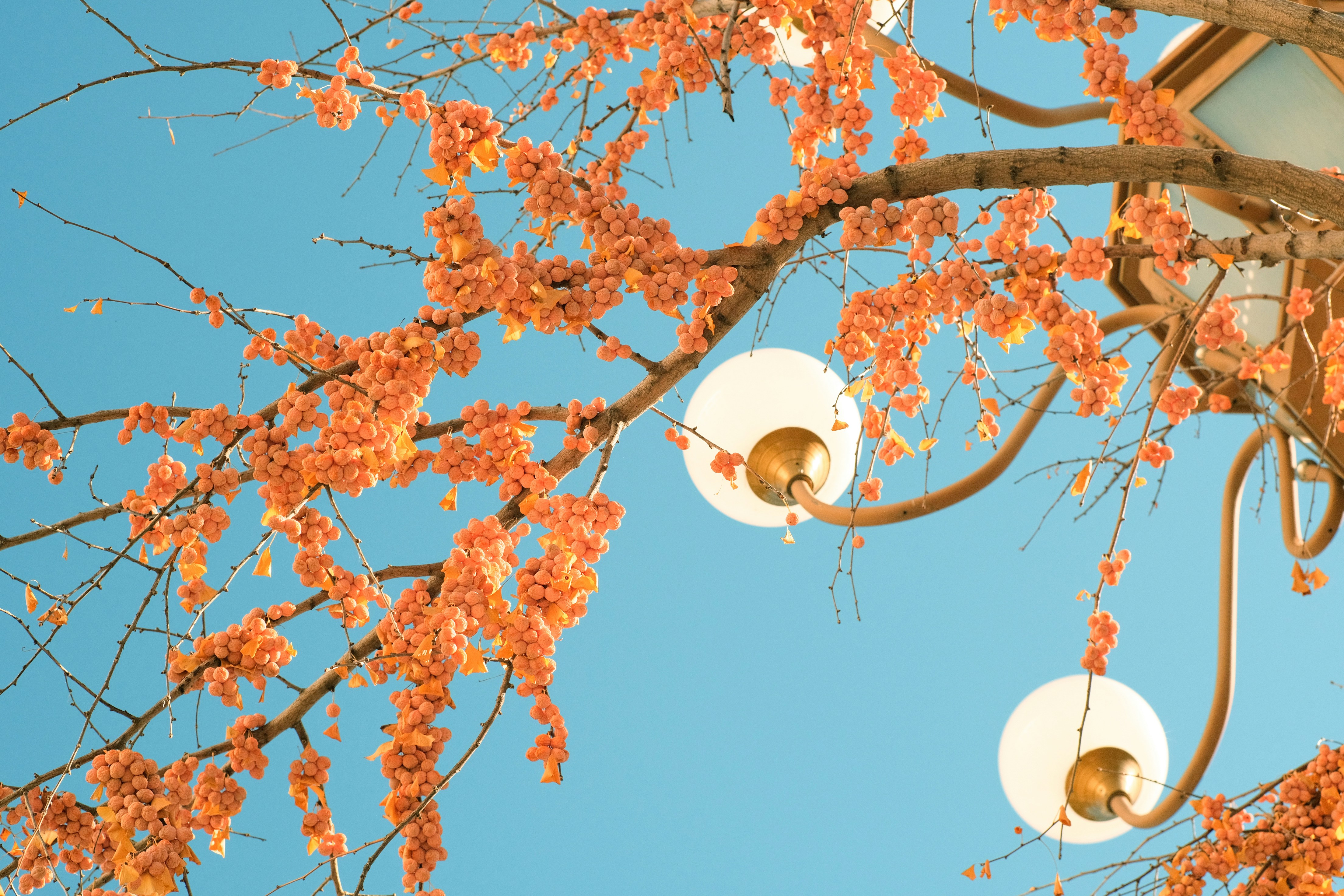 Orange blossoms on a tree with streetlights.