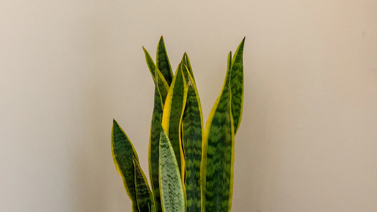 Snake Plant Sansevieria Indoor Plant India