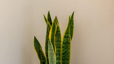 Snake Plant Sansevieria Indoor Plant India