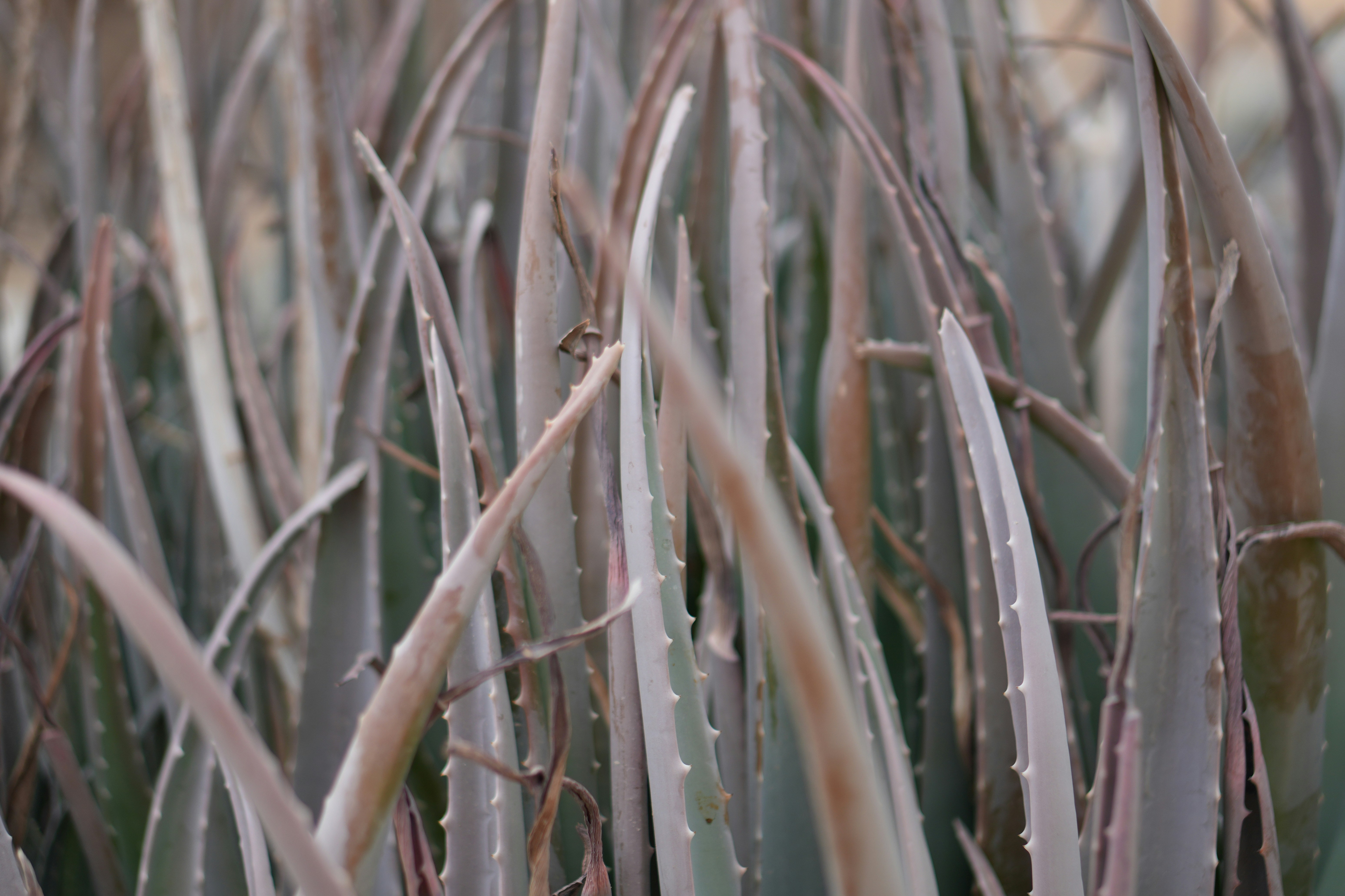 Close-up of many aloe vera plants