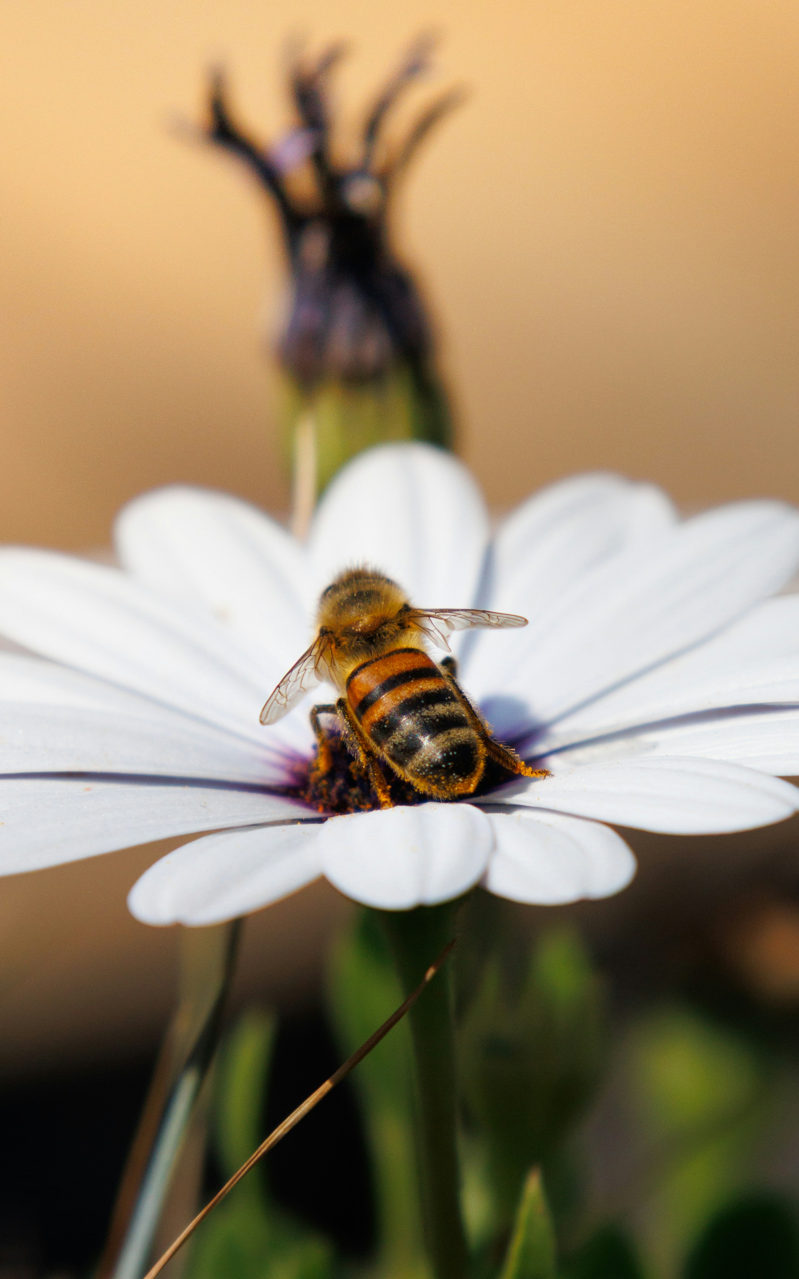 Photo by matthewchow