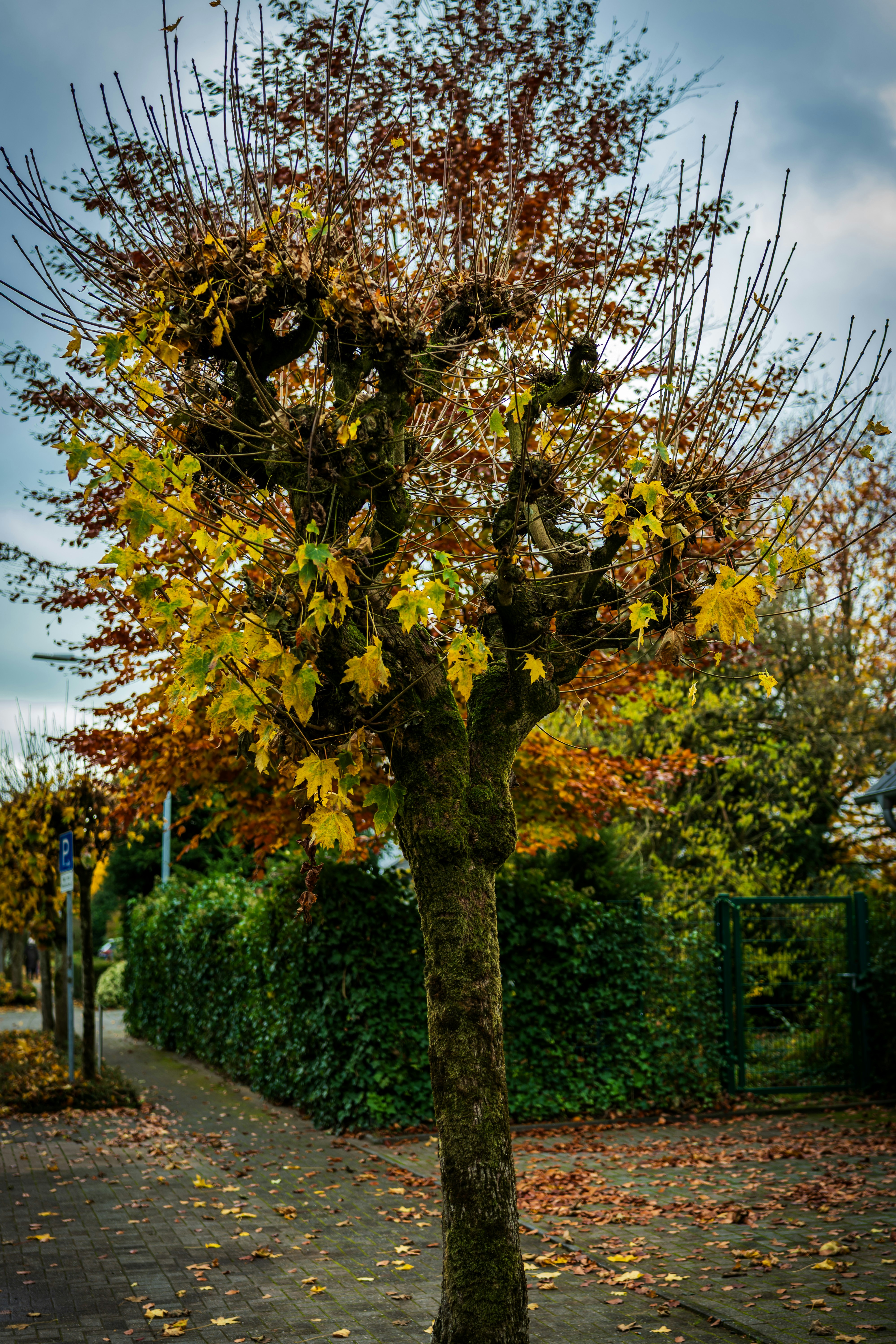 A tree with autumn leaves on a sidewalk.