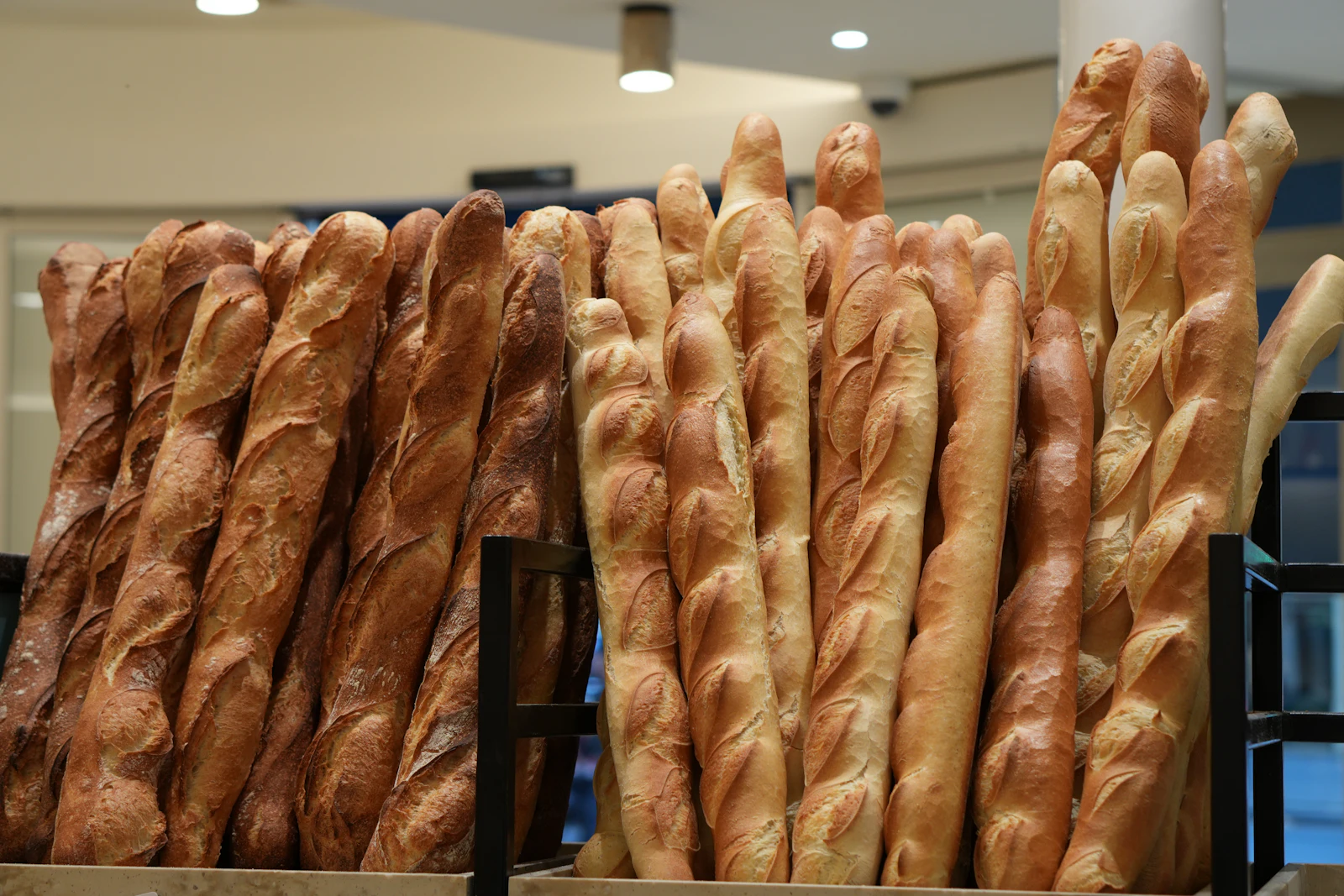 A row of freshly baked baguettes.