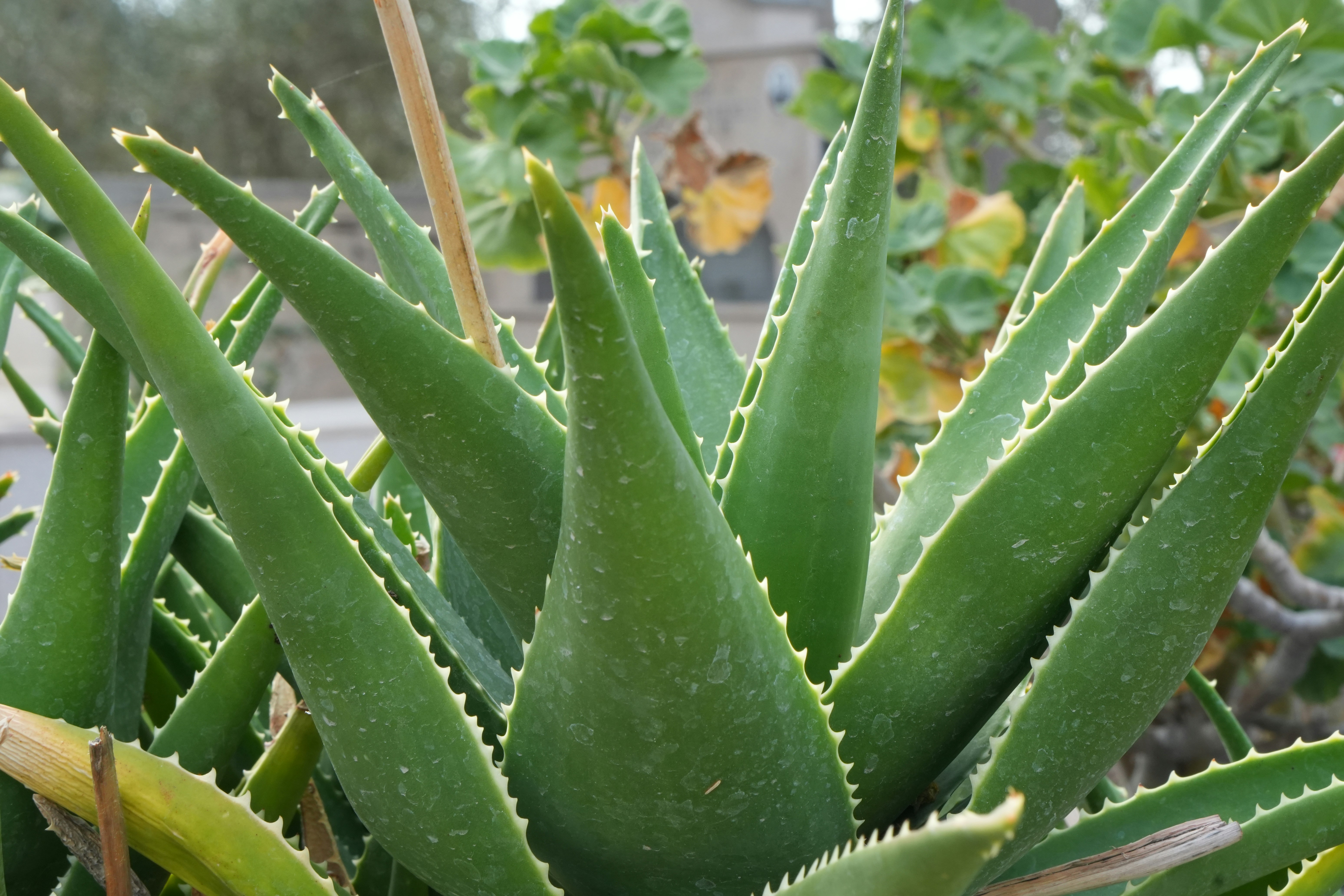 Healthy Aloe Vera and Christmas Cactus in a bright kitchen - cactus air purifier