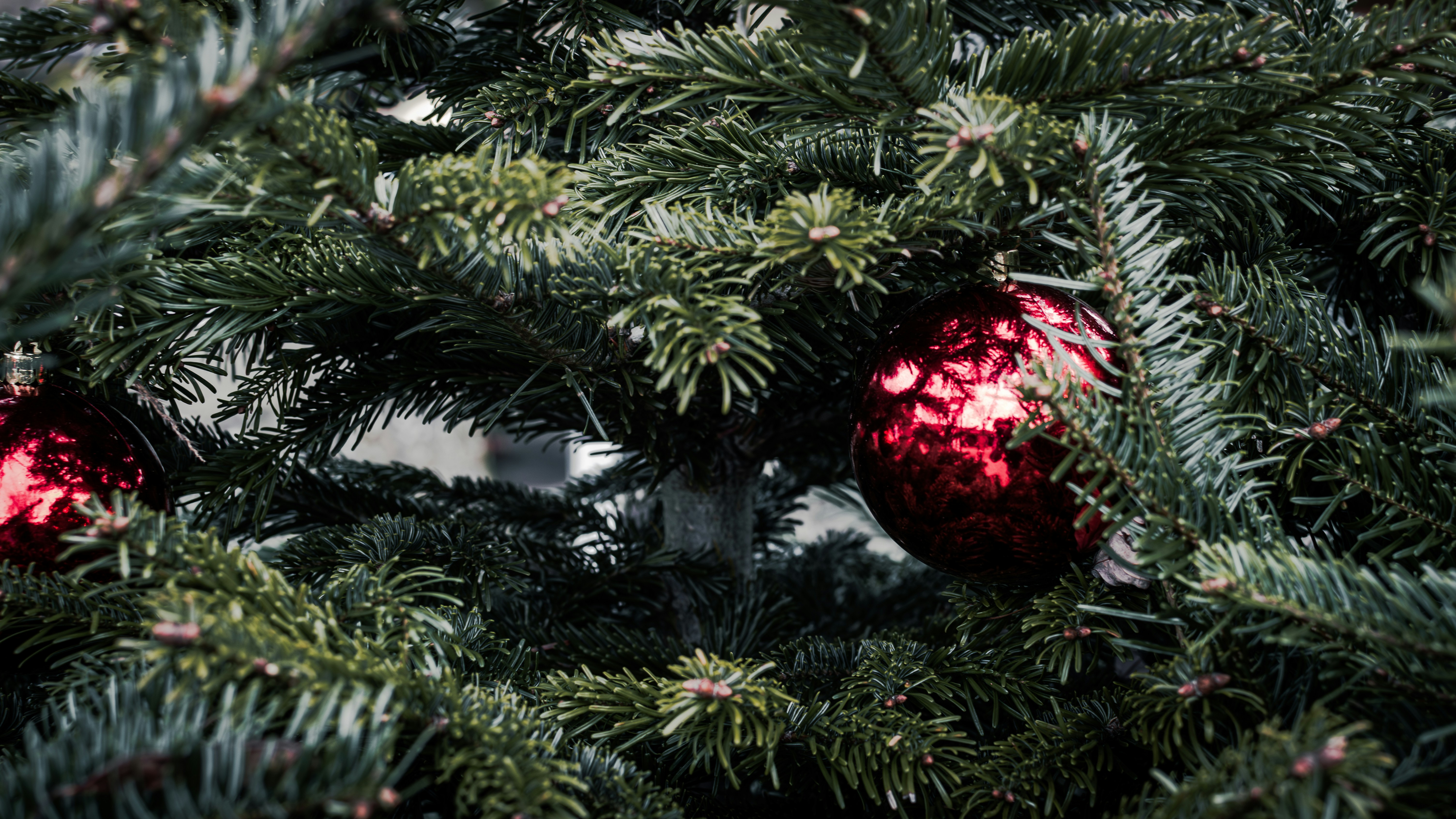 Close-up of red ornaments on a christmas tree