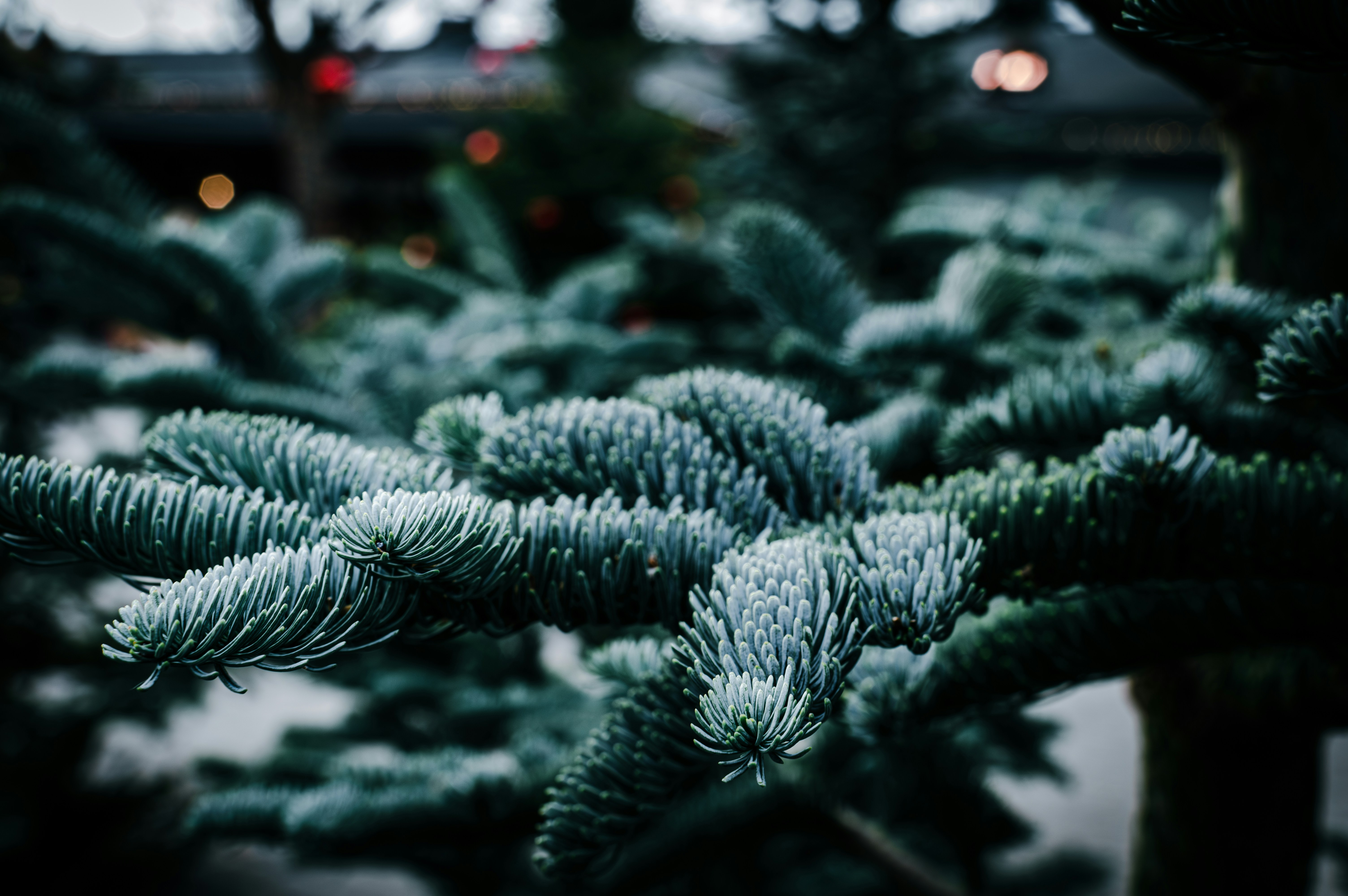 Close-up of frosted pine needles on a tree branch.