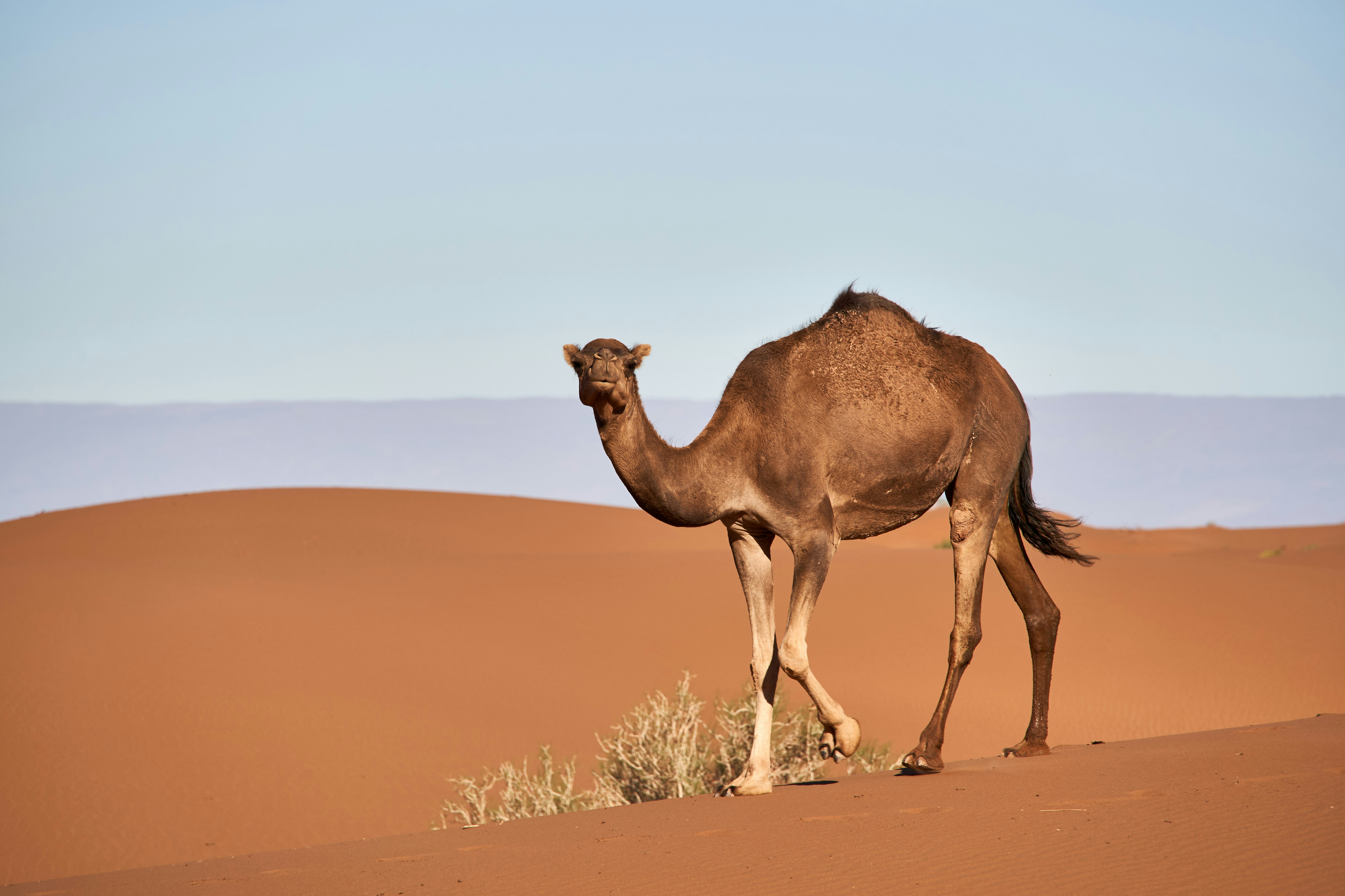 A camel walks across a sand dune under blue sky.